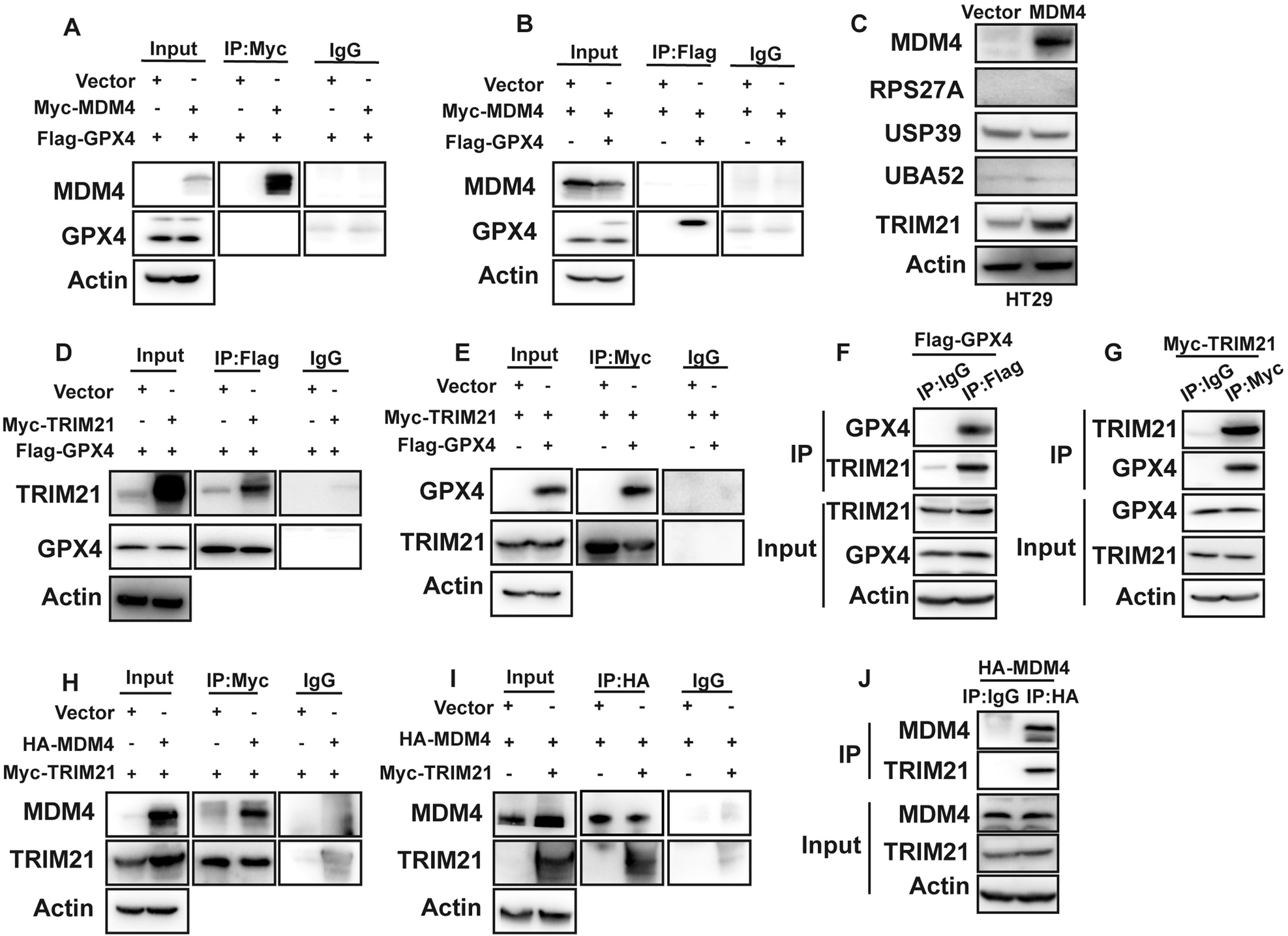 Fig. 6: MDM4 upregulates GPX4 through TRIM21.
