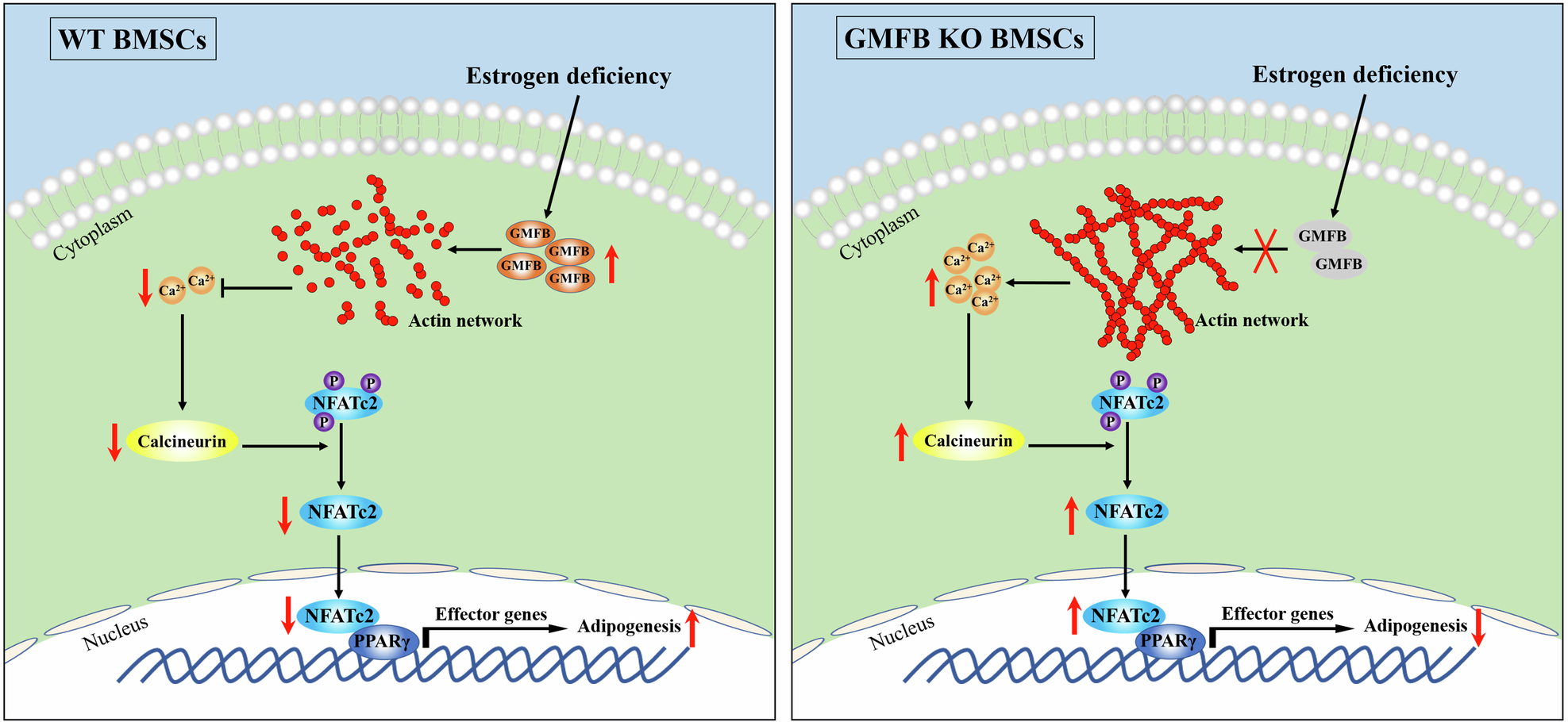 Fig. 8: Schematic depicting the function of GMFB in adipogenesis of BMSC in PMOP.