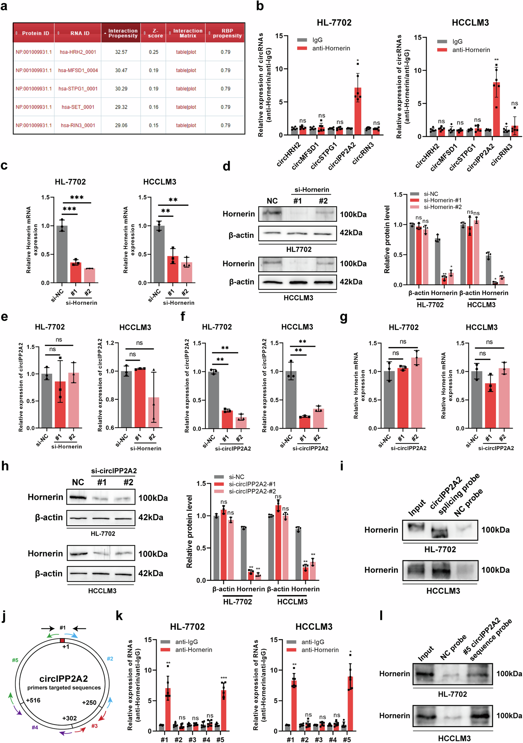 Fig. 1: Hornerin had the capability to interact with circIPP2A2.