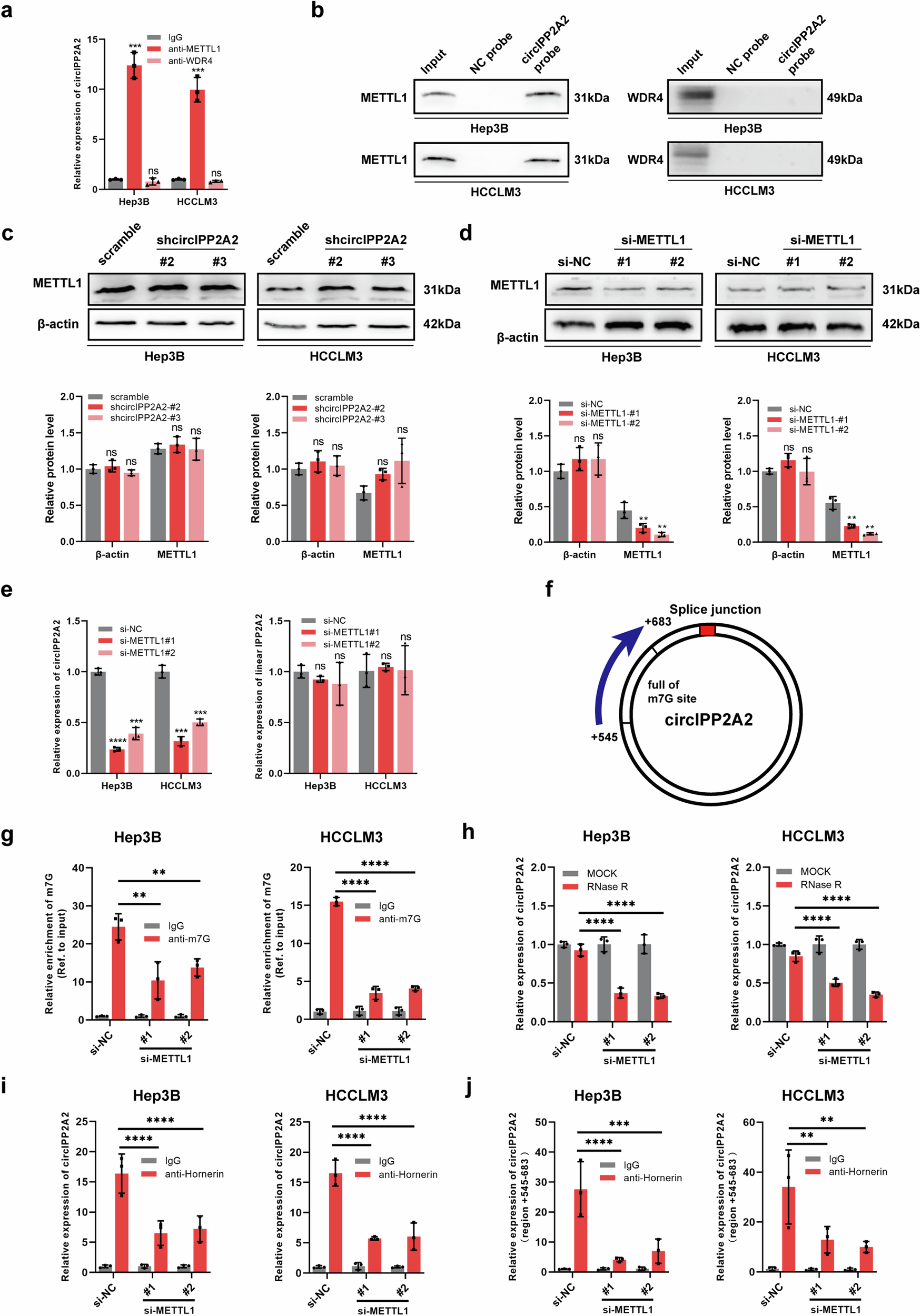 Fig. 4: circIPP2A2 was regulated by METTL1.