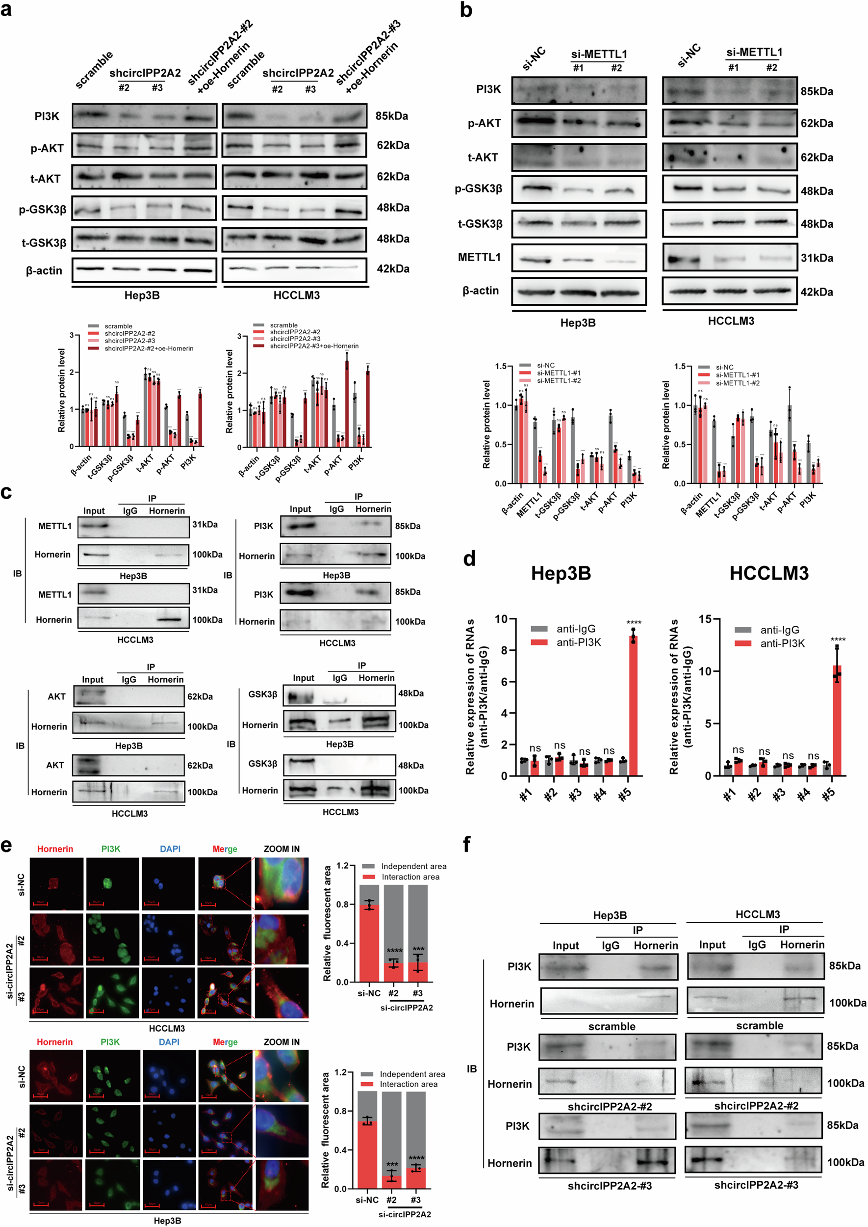Fig. 7: circIPP2A2 served as a scaffold in modulating the Hornerin/PI3K/AKT/GSK3β axis.