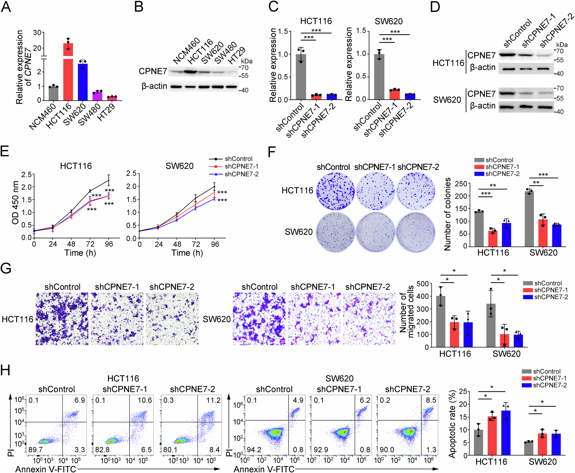 Fig. 2: CPNE7 knockdown inhibits proliferation and migration of CRC cells.