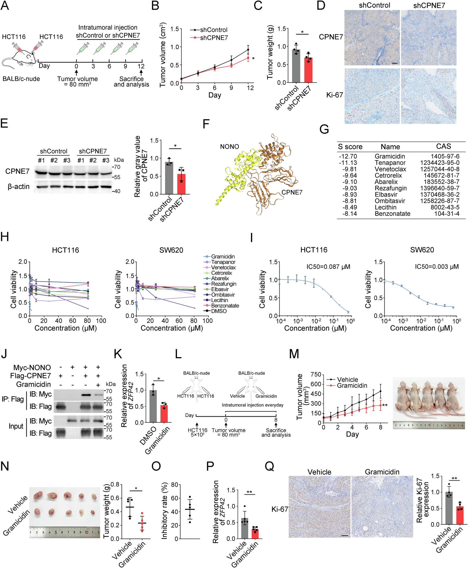 Fig. 6: Targeting CPNE7 or blocking its interaction with NONO impedes CRC growth in vivo.