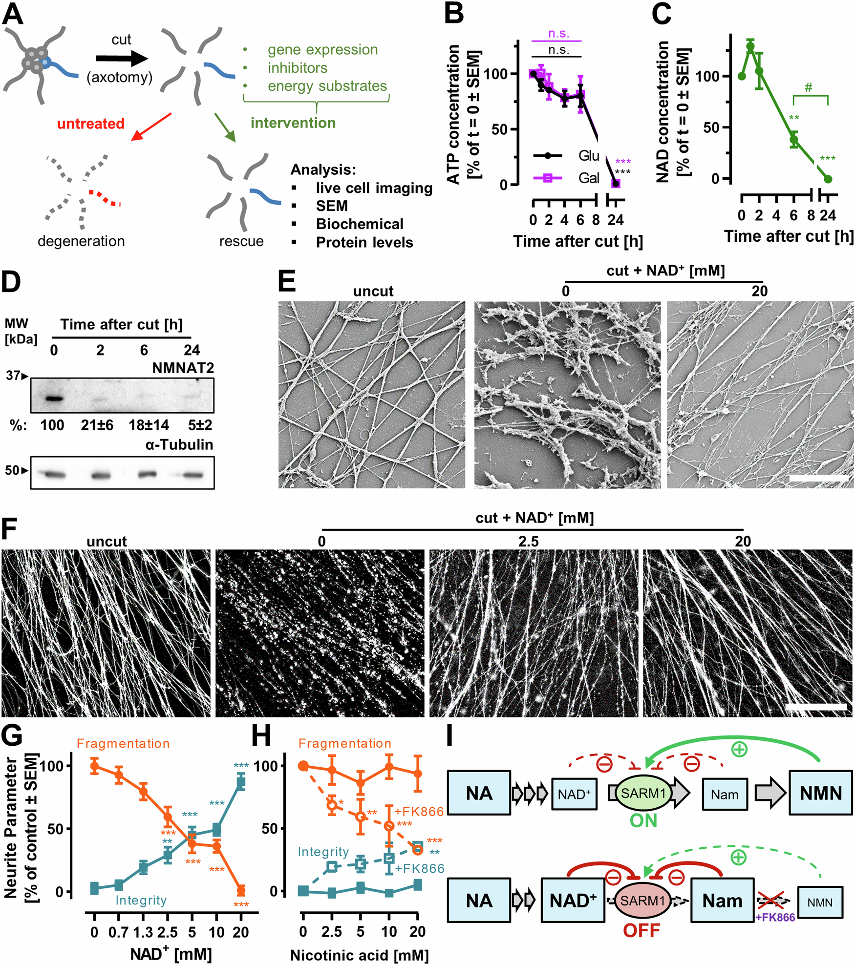 Fig. 1: Axotomy- induced neurite degeneration is affected by NAD+ metabolism.