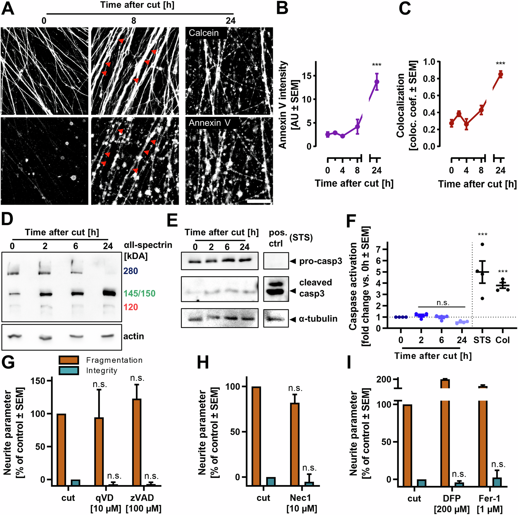 Fig. 3: Axotomy-induced neurite degeneration in the absence of caspase activation.