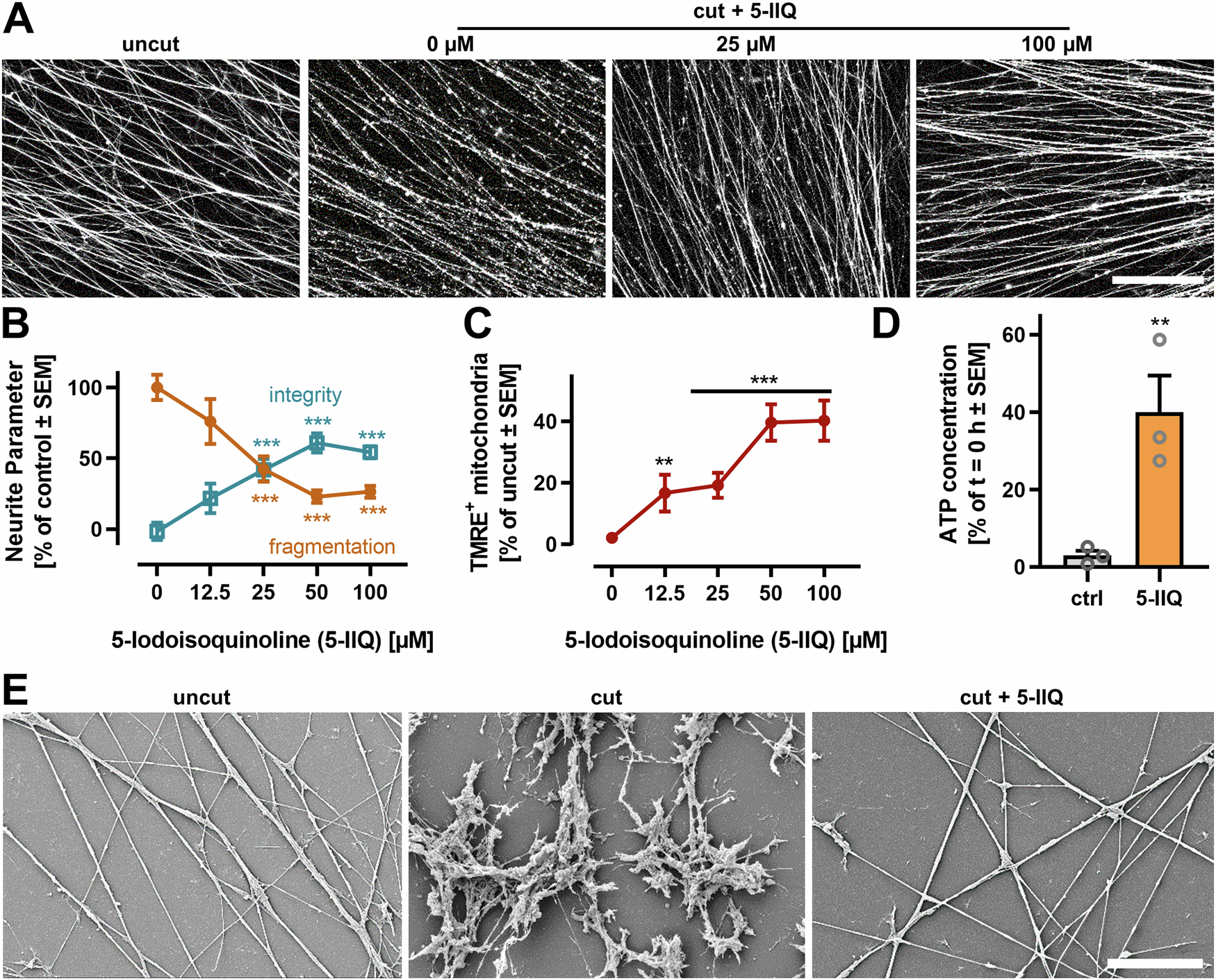 Fig. 4: Protection of neurites from AIND by pharmacological inhibition of SARM1.