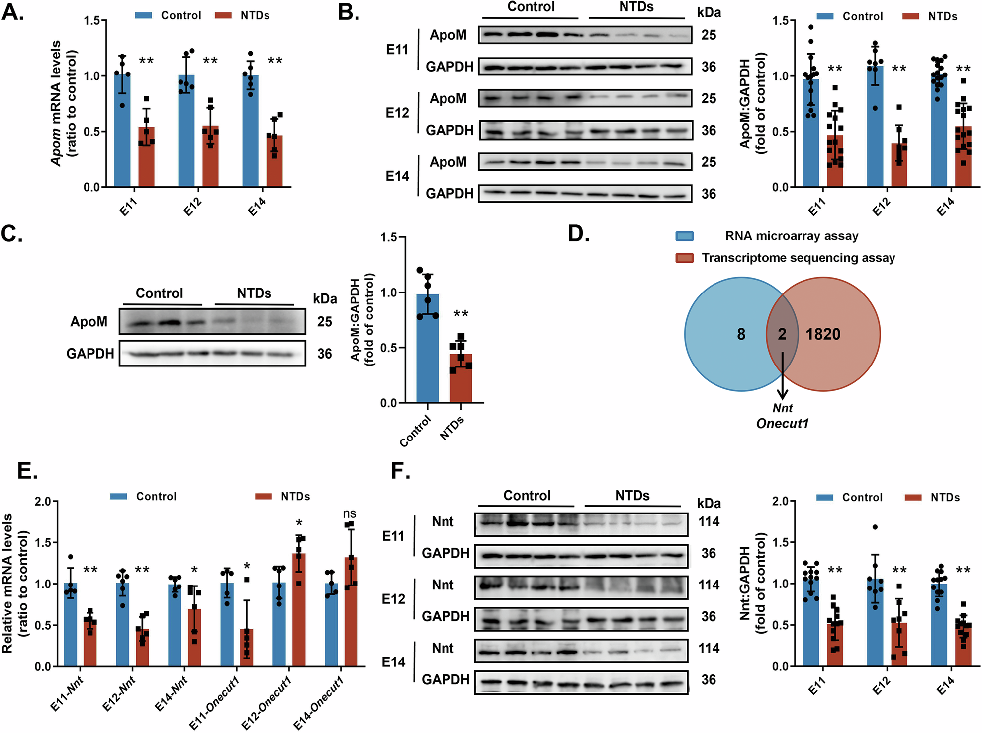 Fig. 1: ApoM and Nnt are downregulated in rat models and human fetuses with NTDs.
