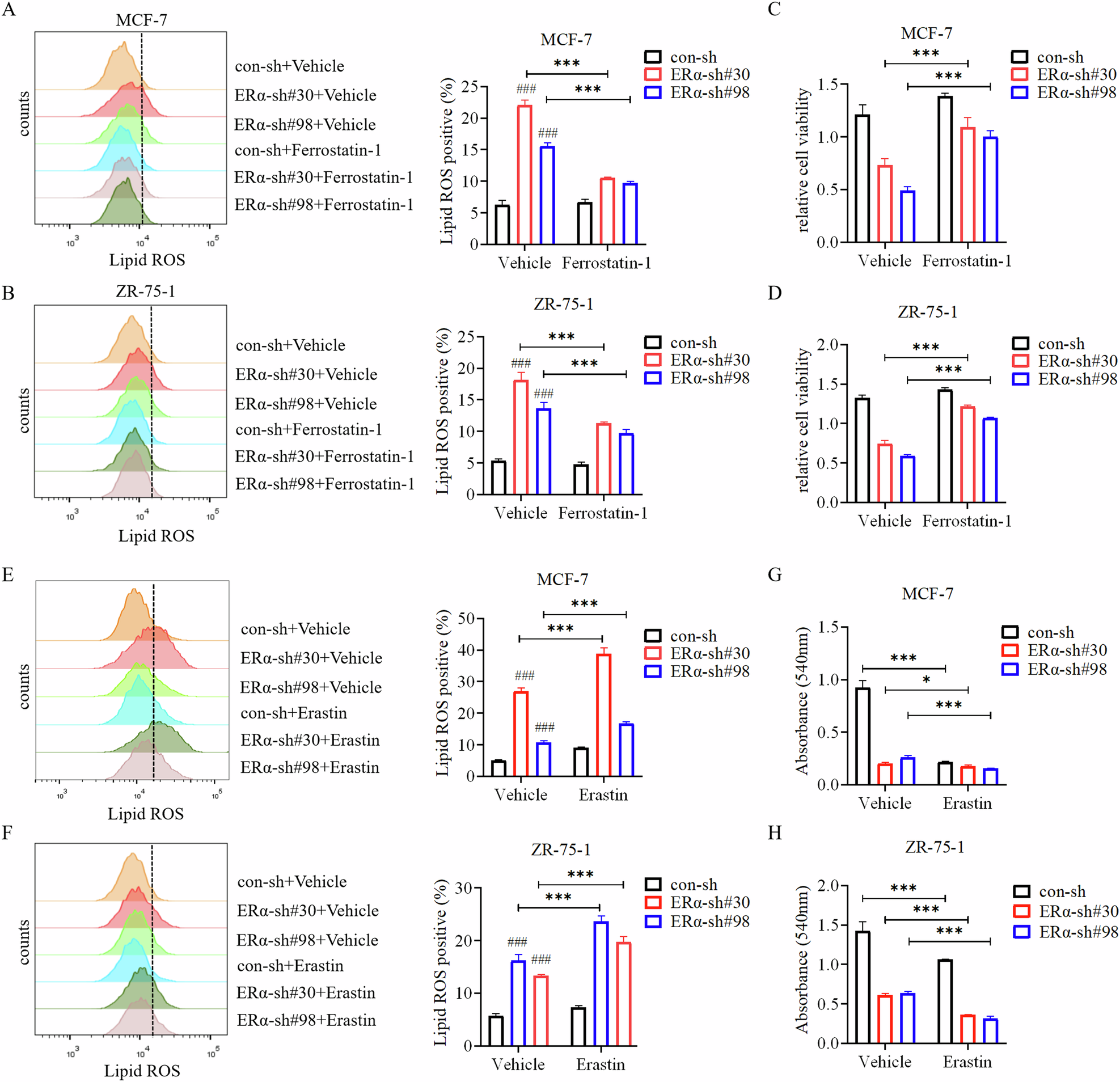 Fig. 2: Ferroptosis inhibitor Ferrostatin-1 attenuates, whereas Erastin enhances ferroptosis induced by knockdown of ERα.