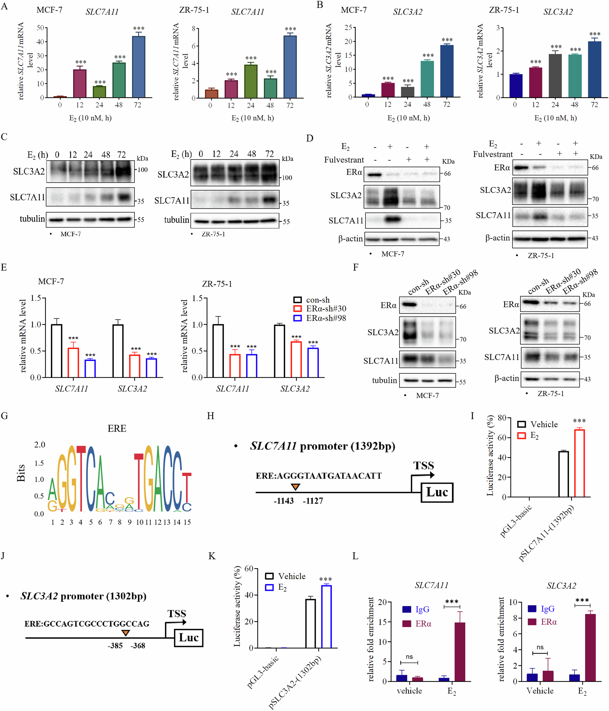 Fig. 4: ERα transcriptionally promotes the expression of SLC7A11 and SLC3A2 in ER+ breast cancer cells.