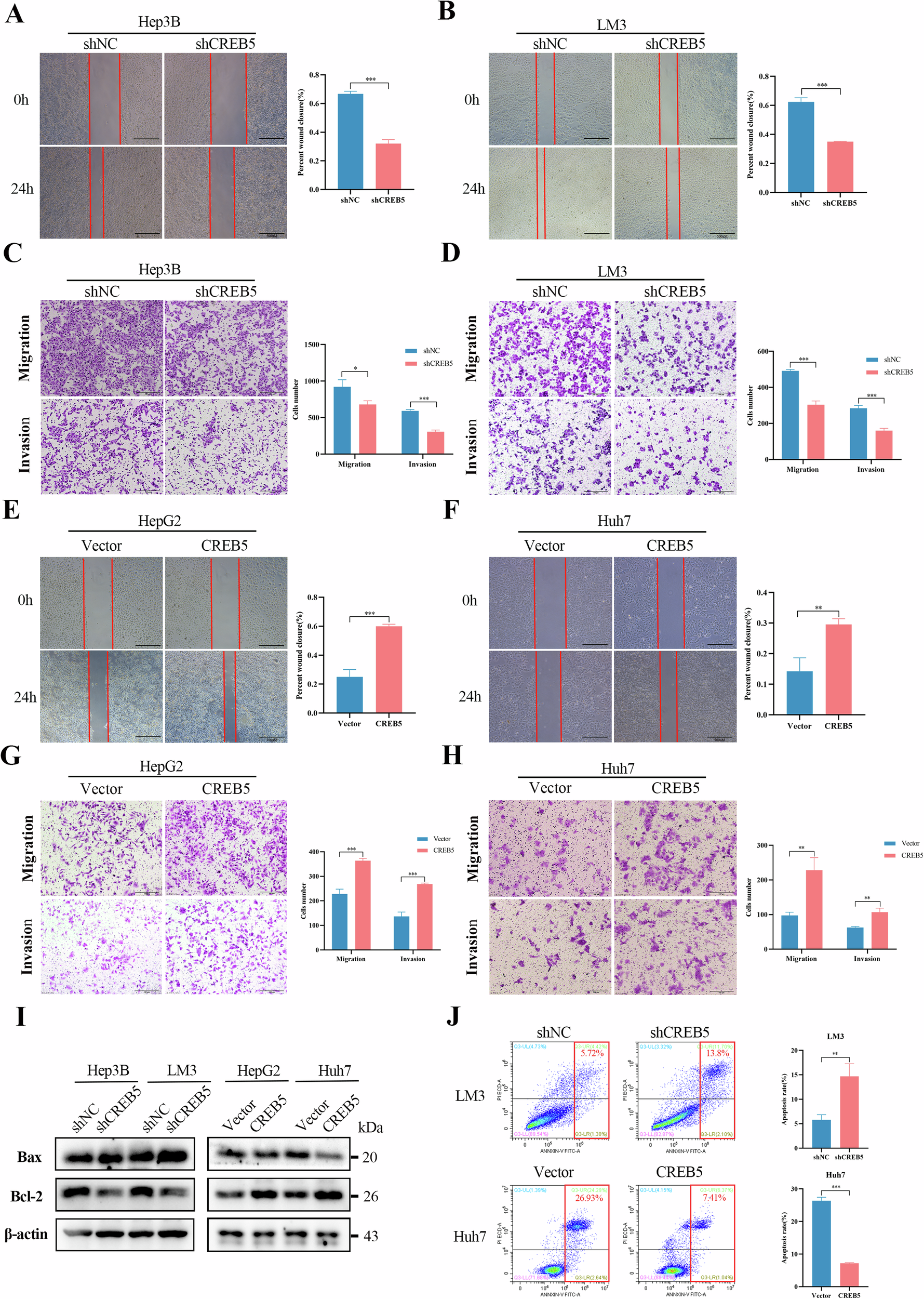 Fig. 5: CREB5 promotes migration and invasion and inhibits apoptosis of HCC.