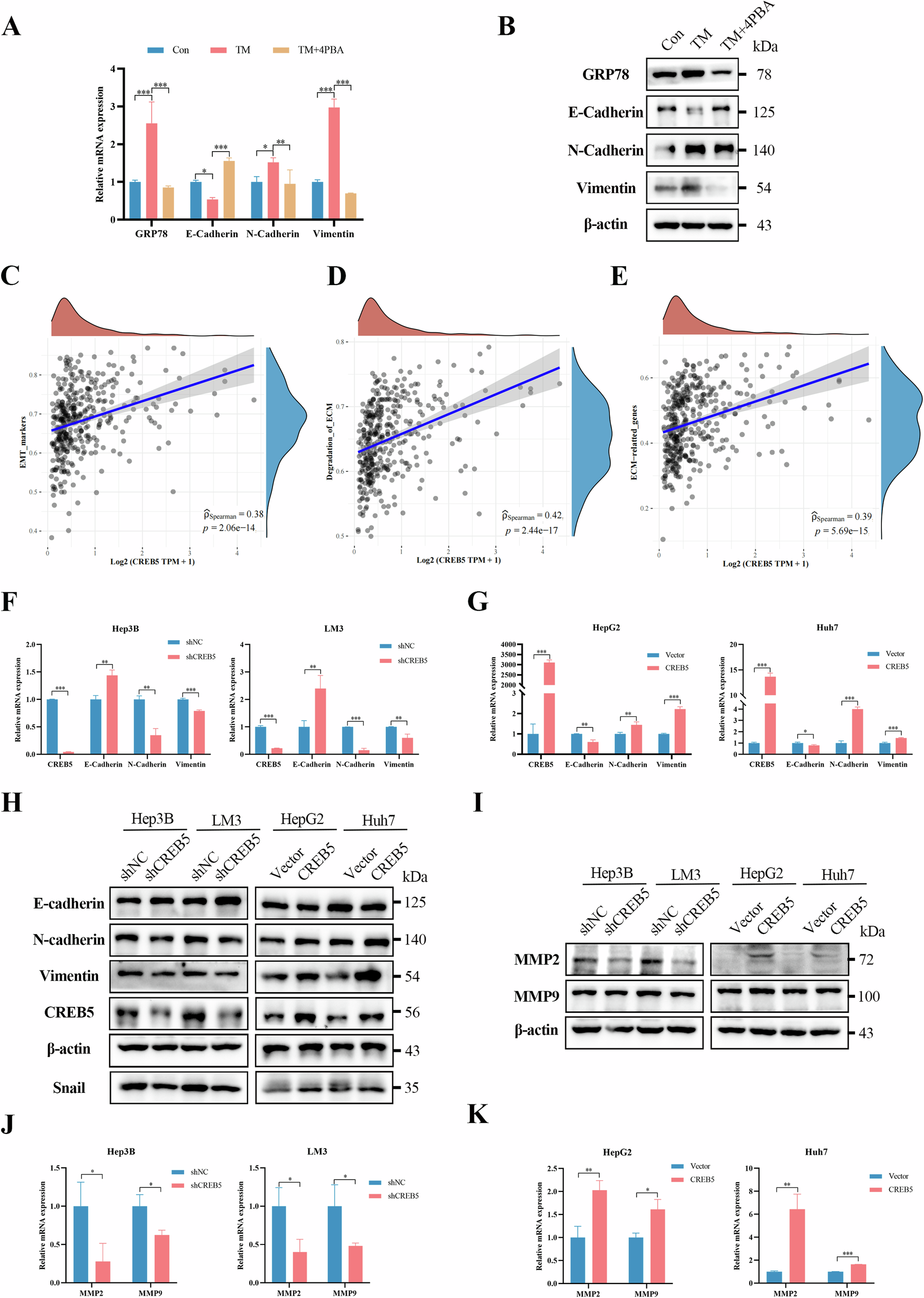 Fig. 6: ERS promotes EMT through CREB5.