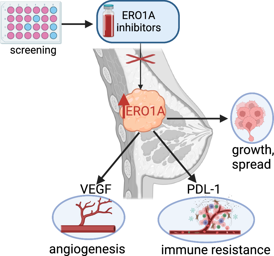 Small molecule-mediated inhibition of the oxidoreductase ERO1A restrains  aggressive breast cancer by impairing VEGF and PD-L1 in the tumor  microenvironment | Cell Death \u0026 Disease, image size:946x883