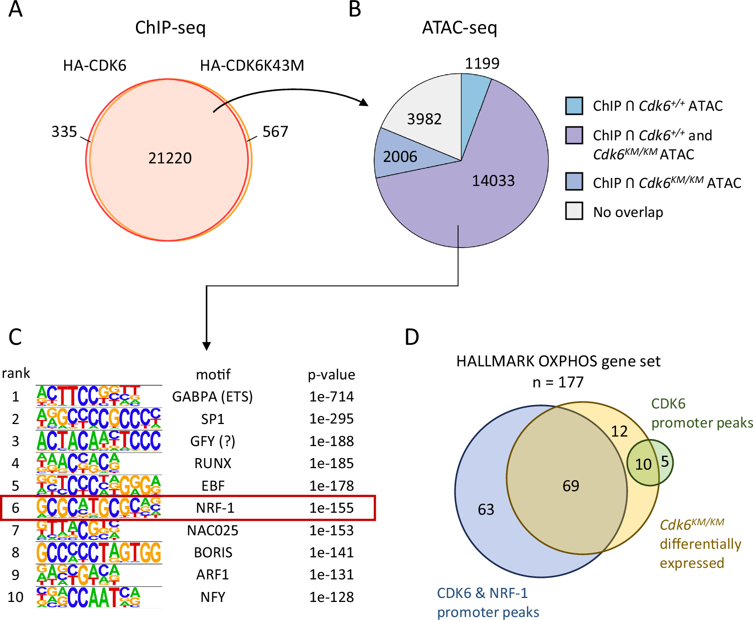Fig. 2: CDK6 binds to promoters of OXPHOS genes.