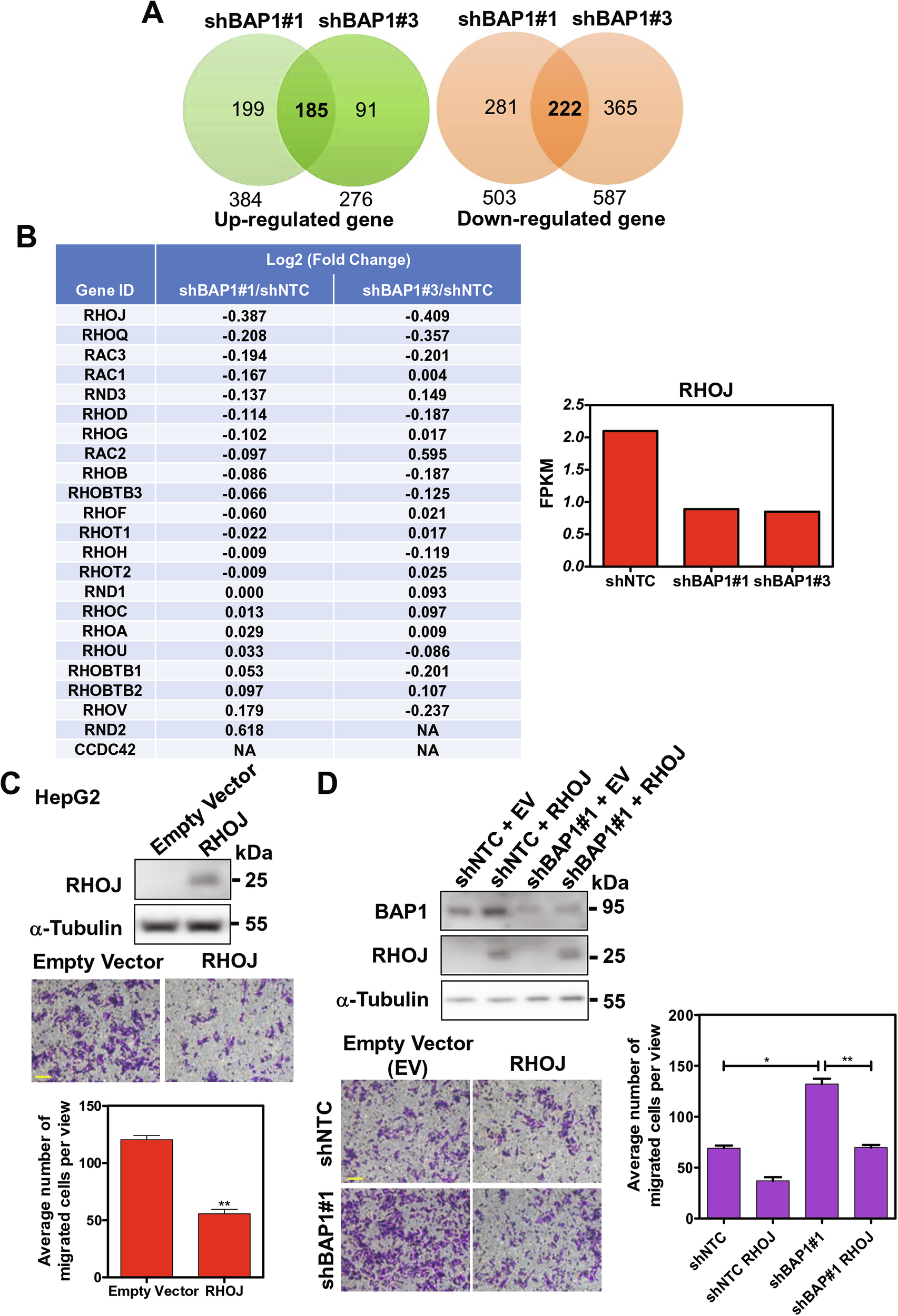 Fig. 4: RHOJ was suppressed upon BAP1 knockdown in HepG2 cells.