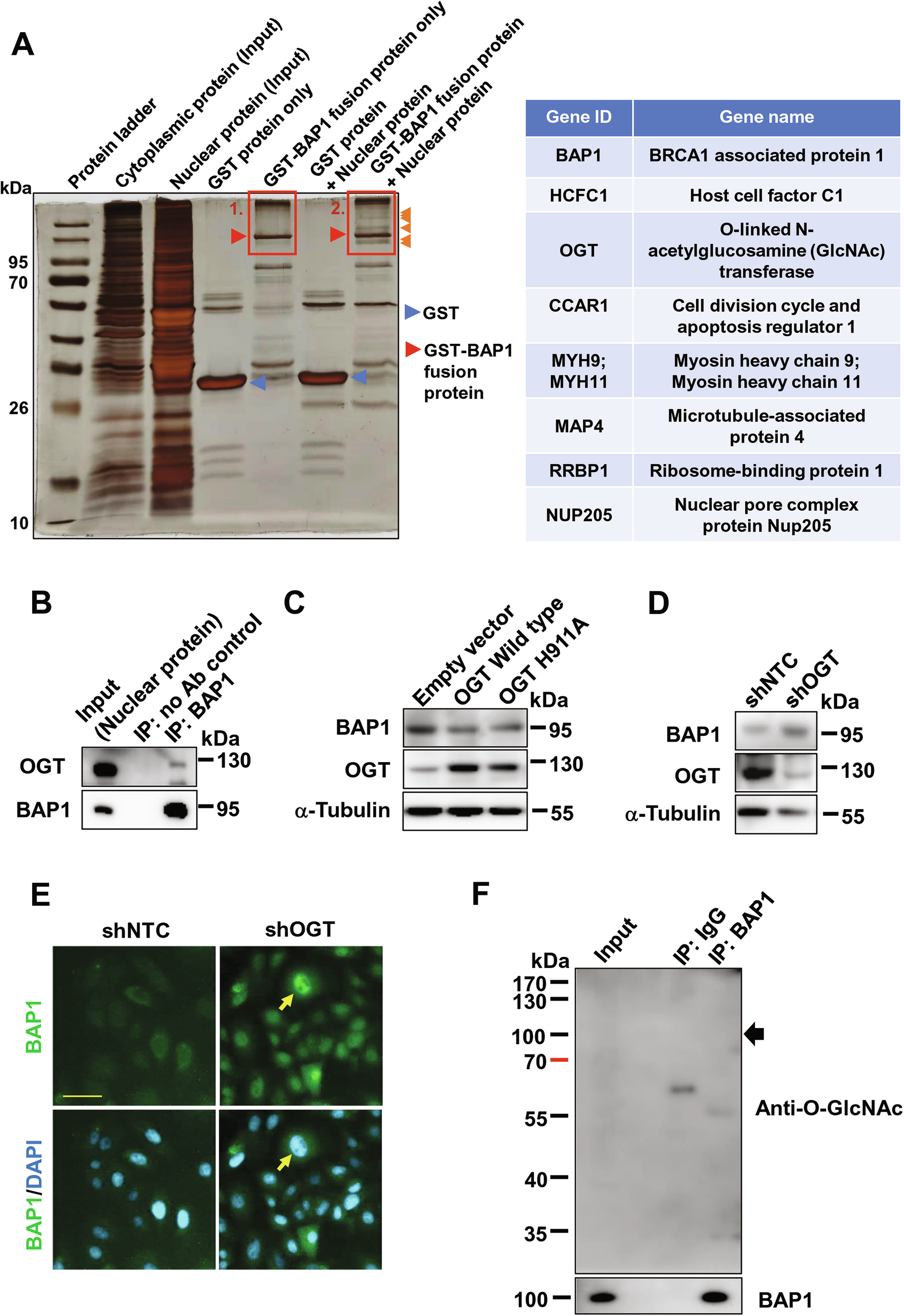 Fig. 5: OGT physically interacted with BAP1 resulting in nuclear degradation of BAP1.