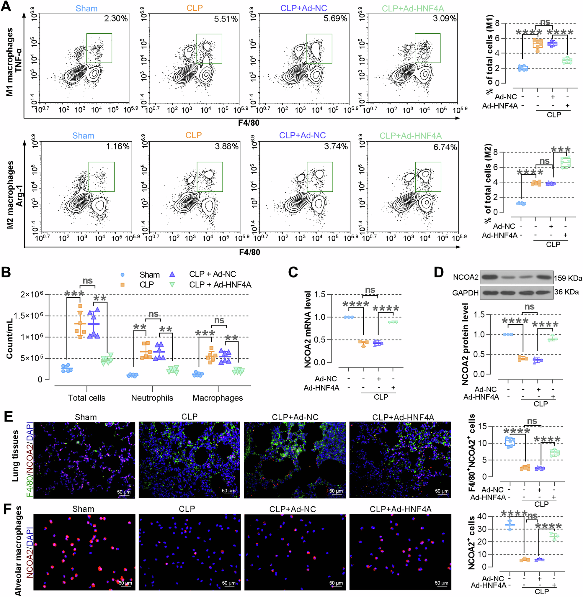 Fig. 3: Overexpressing HNF4A promotes the polarization of macrophages towards M2 phenotype and upregulates the expression of NCOA2 in septic mice.
