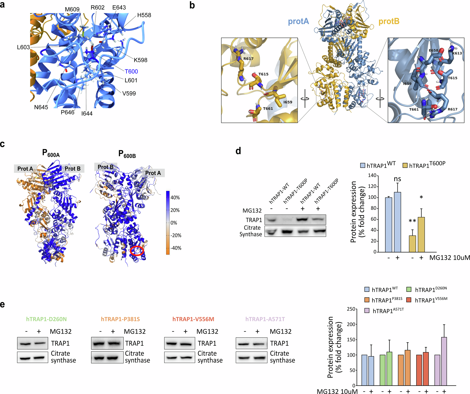 Fig. 2: Effects of point mutations on TRAP1 stability.