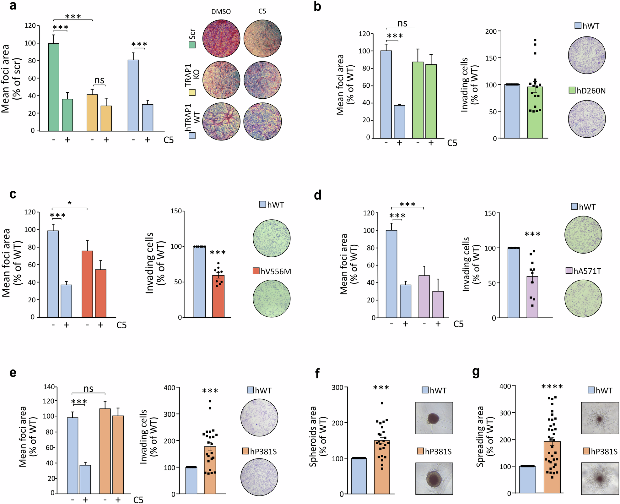 Fig. 5: Effect of TRAP1 point mutations on its pro-neoplastic activity.