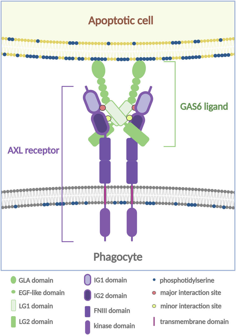 Proteolysis of TAM receptors in autoimmune diseases and cancer  
