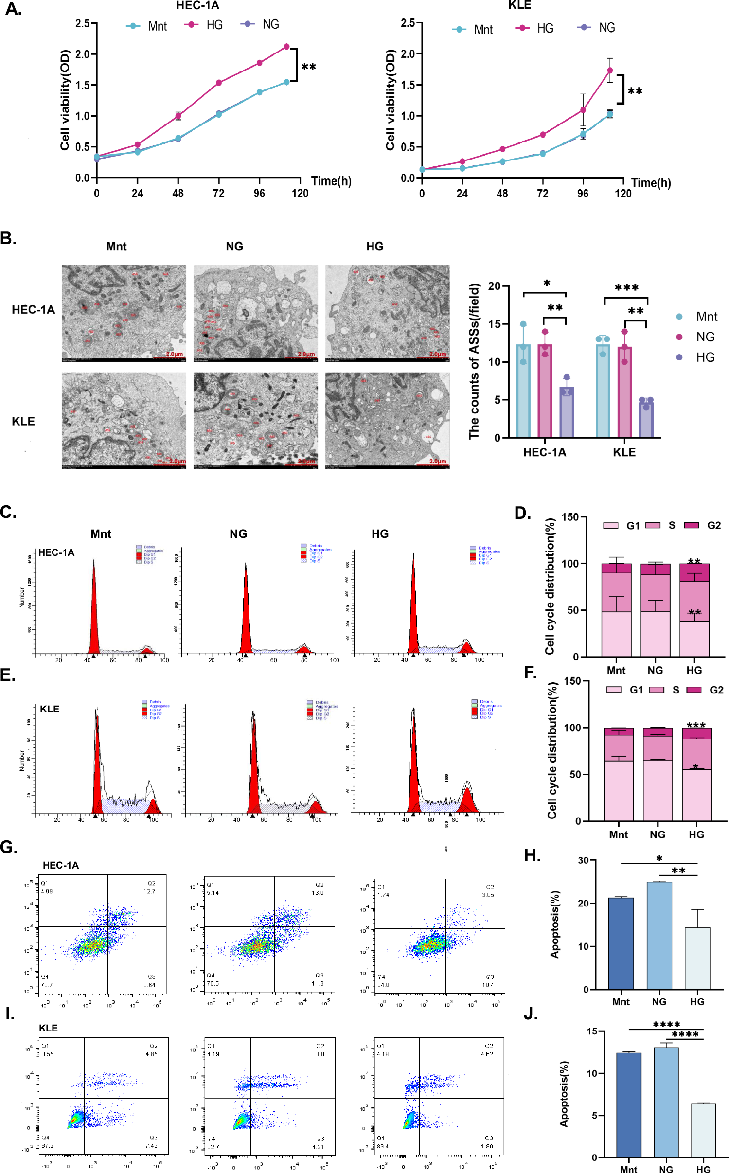 Fig. 1: High concentrations of glucose promote EC cell proliferation and inhibit autophagy and apoptosis.