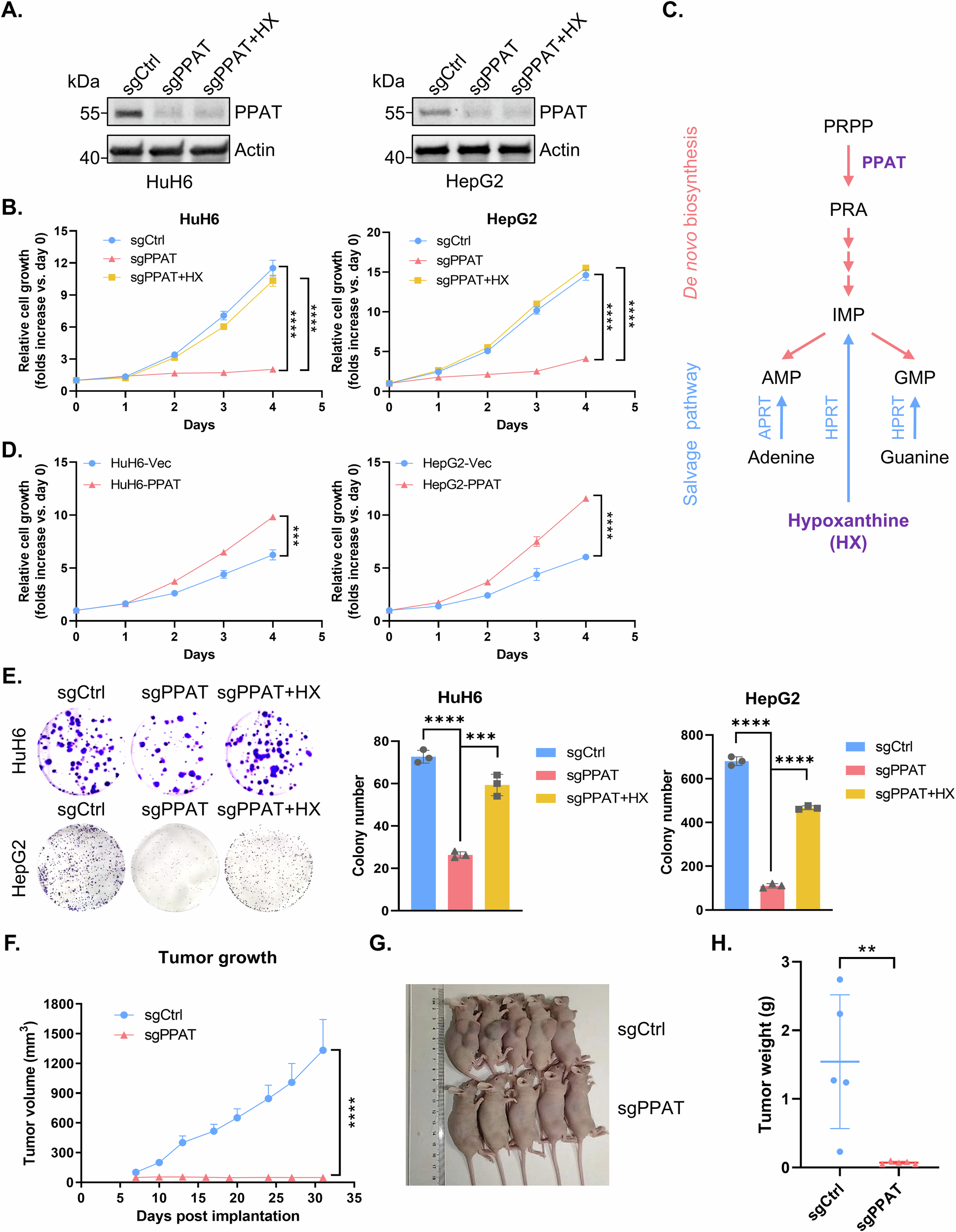 Fig. 2: PPAT, the rate-limiting de novo purine biosynthesis enzyme, is essential for HB cell proliferation.