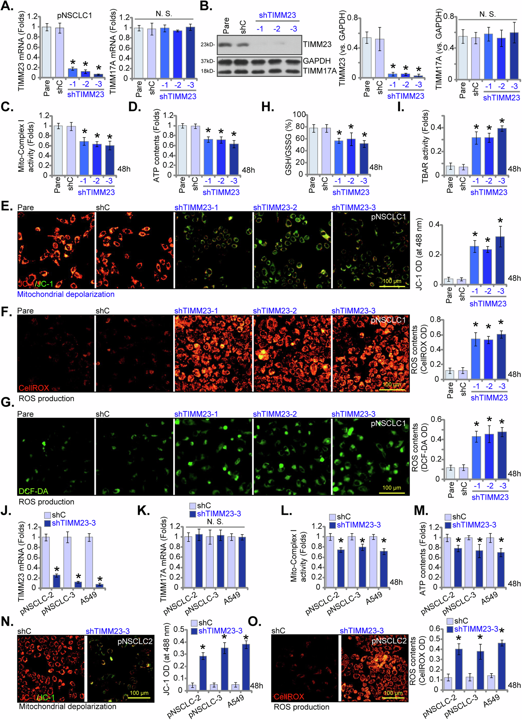 Fig. 5: TIMM23 silencing compromises mitochondrial function in NSCLC cells.