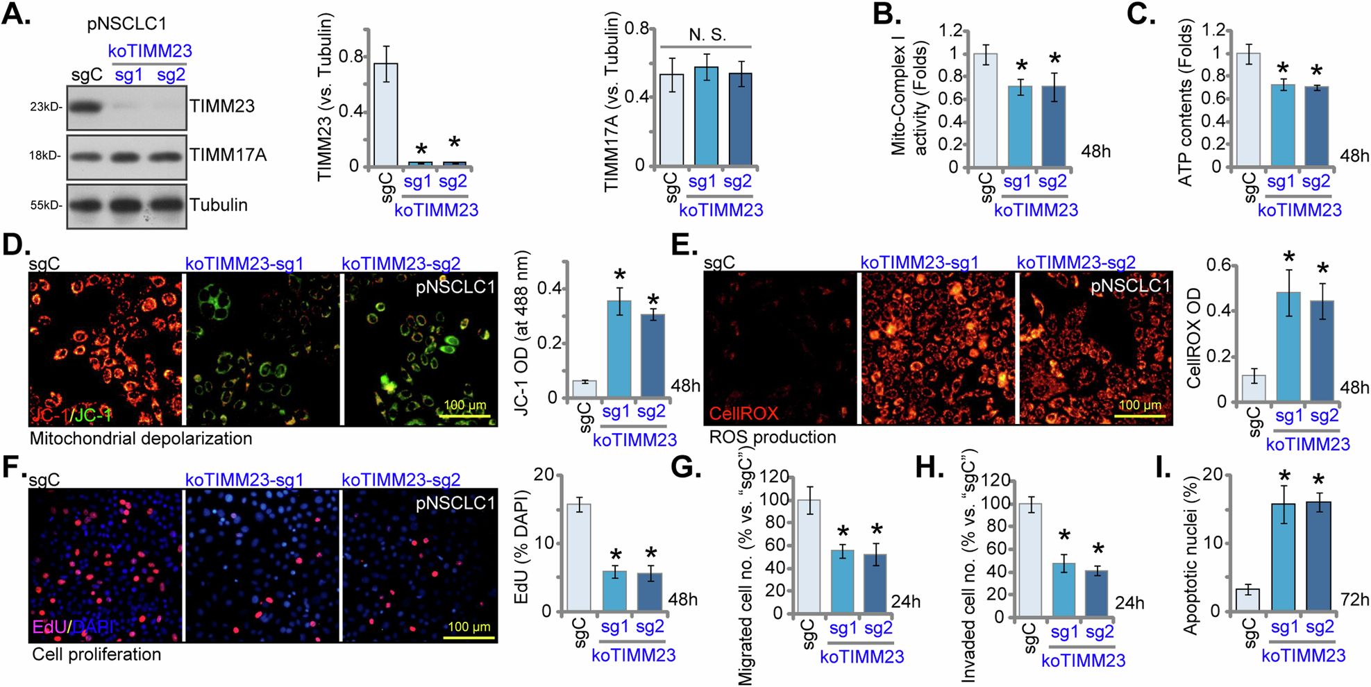 Fig. 8: TIMM23 KO compromises mitochondrial function and suppresses NSCLC cell growth and migration.