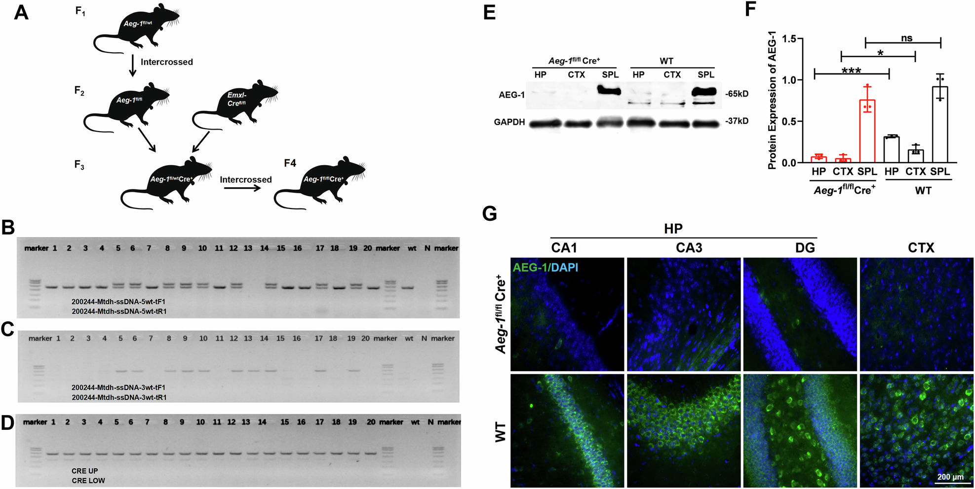 Fig. 3: Successful breeding of Aeg-1fl/flCre+ mice.