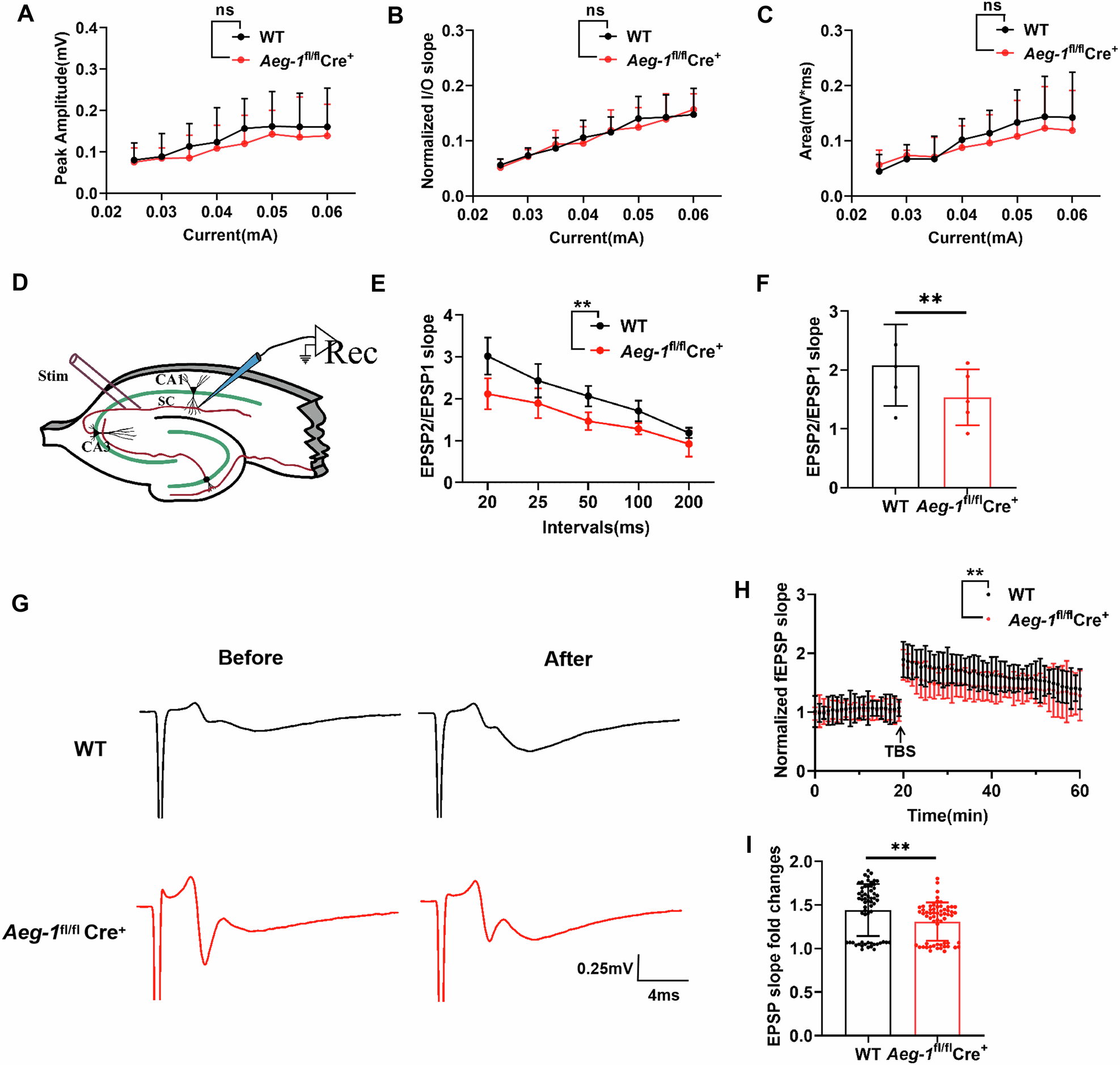 Fig. 8: I/O curves, PPF responses, and LTP of field potentials in the CA3-CA1 region of brain slices from Aeg-1fl/flCre+ mice and WT mice.
