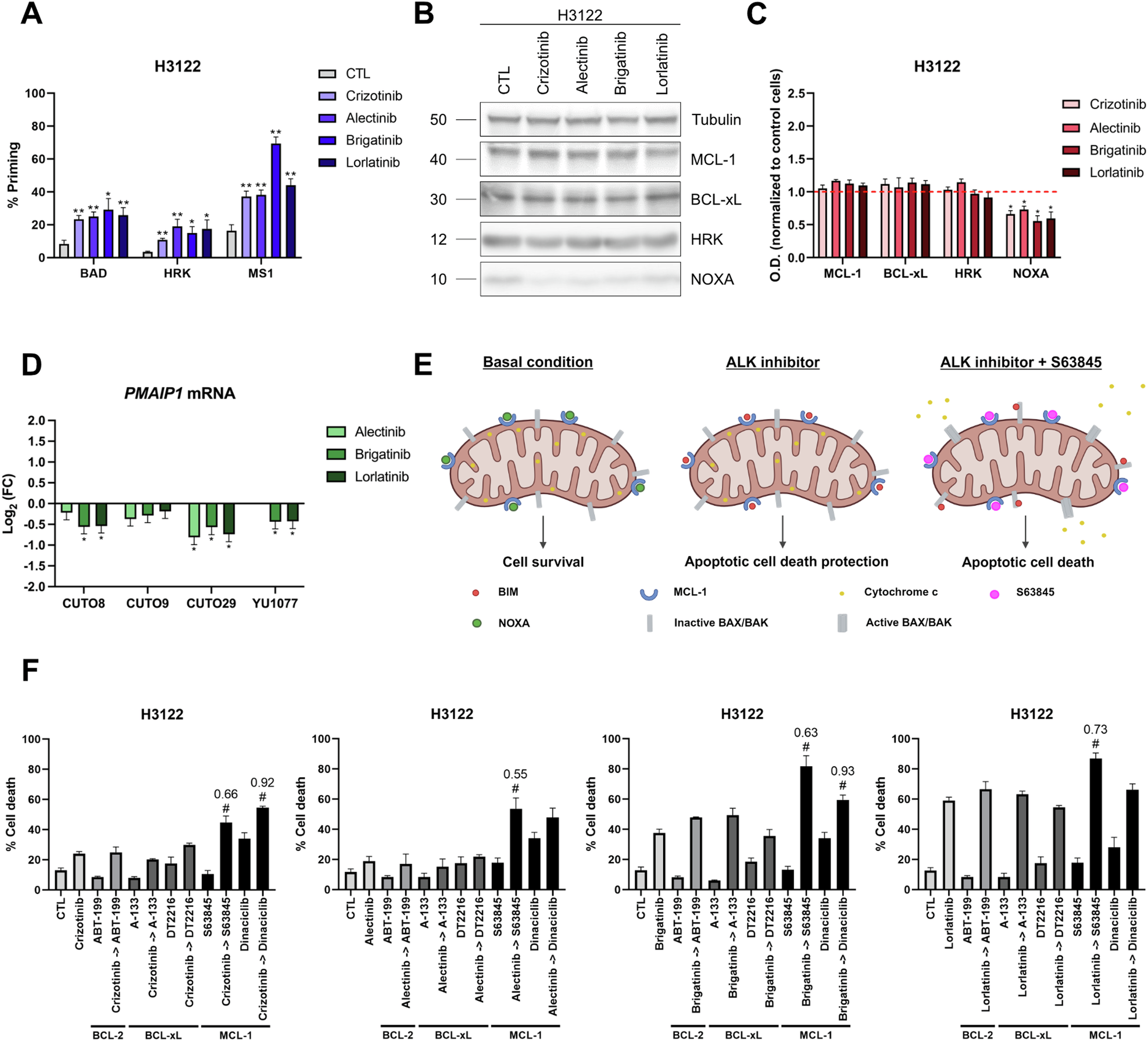 Fig. 3: NOXA downregulation induced by ALK inhibition leads to anti-apoptotic MCL-1 resistance.