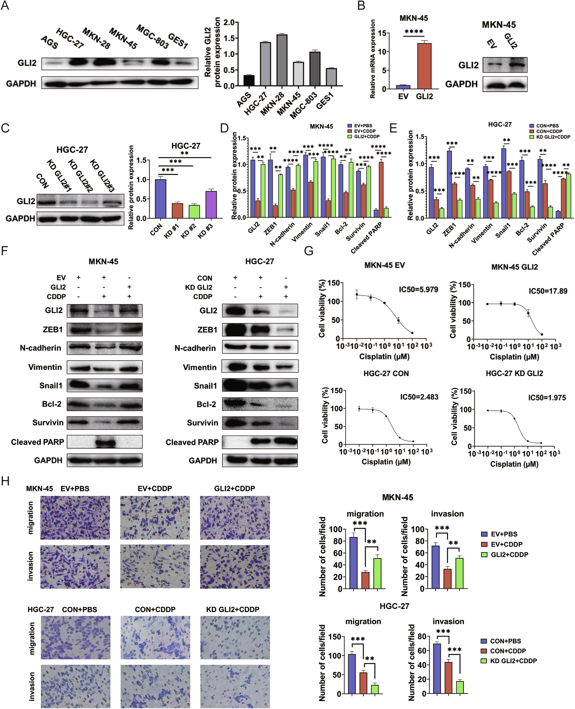 Fig. 2: GLI2 depresses CDDP sensitivity and promotes GC cell metastasis via EMT in vitro.