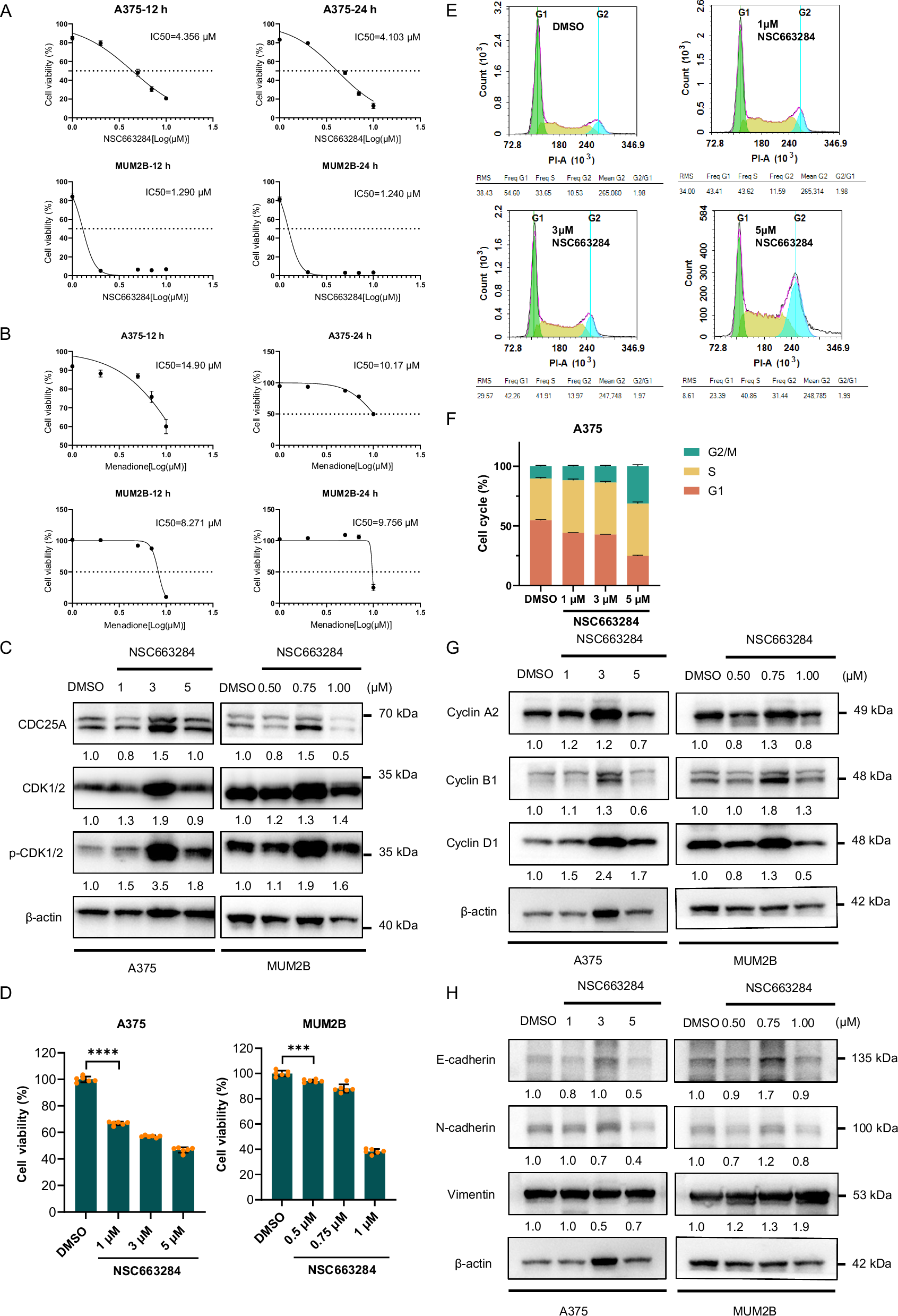 Fig. 6: The inhibition of CDC25A suppresses the proliferation of melanoma cells.