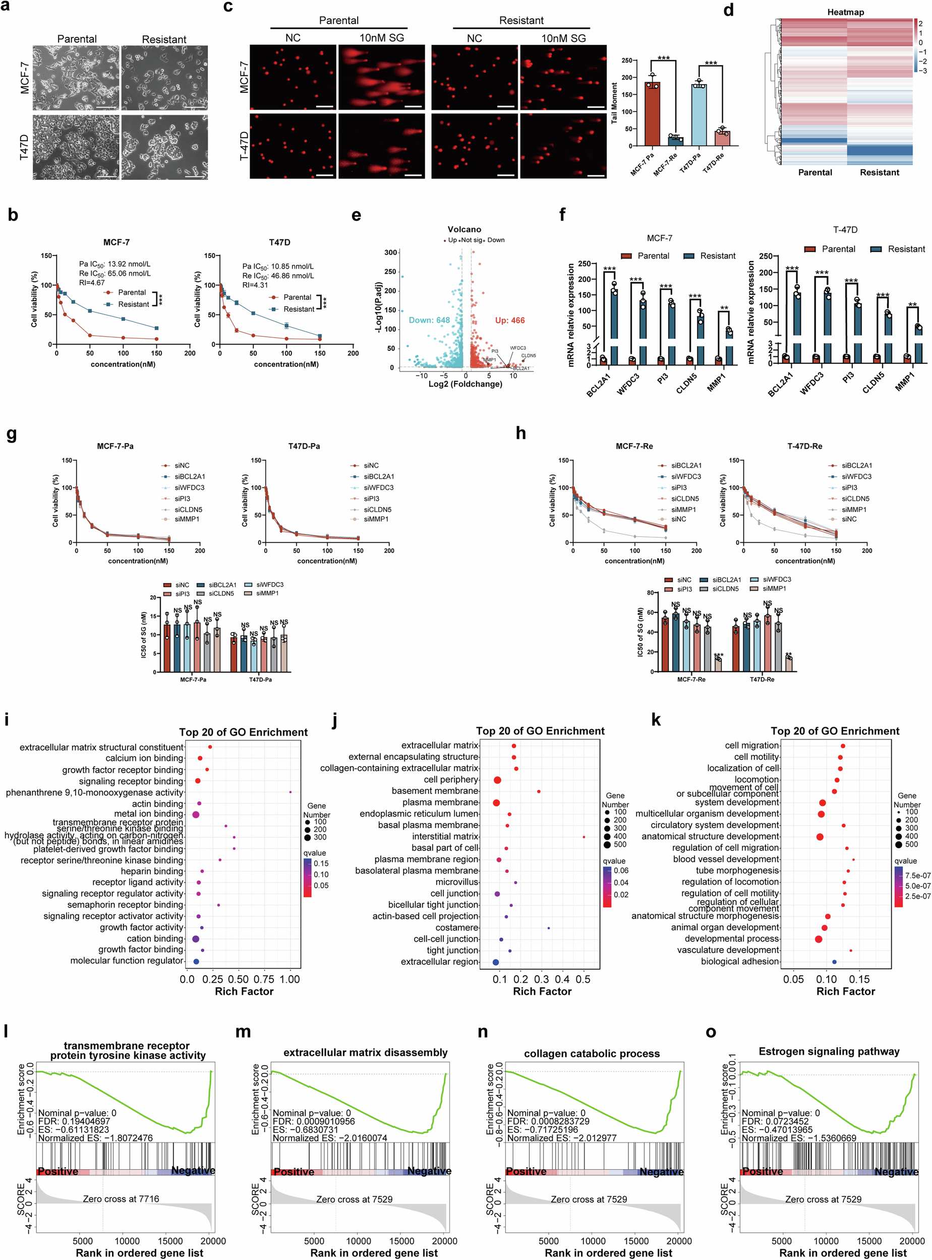 Fig. 1: MMP1 as an ECM-related gene associated with SG resistance in BC cells.