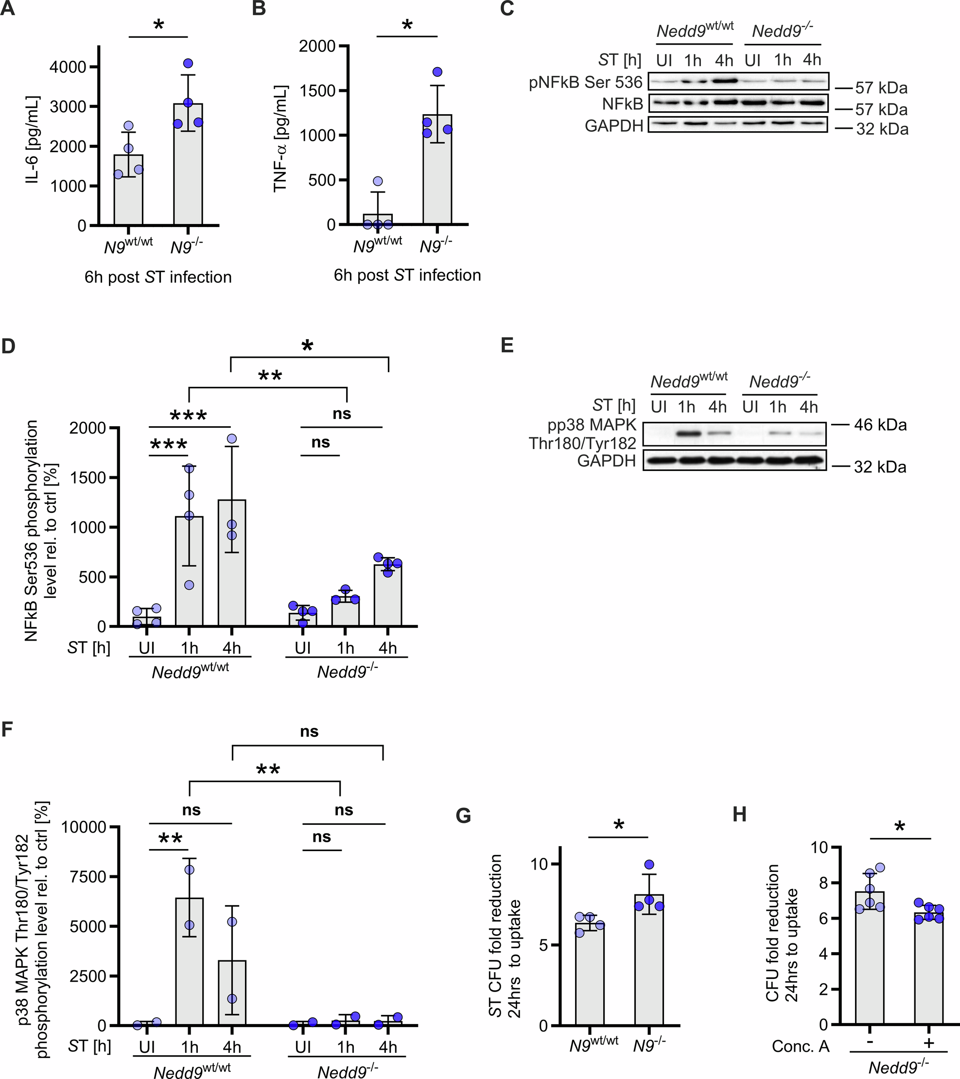 Fig. 3: Nedd9 depletion enhances the pro-inflammatory response of bacteria-infected macrophages and improves their bacterial clearance ex vivo.