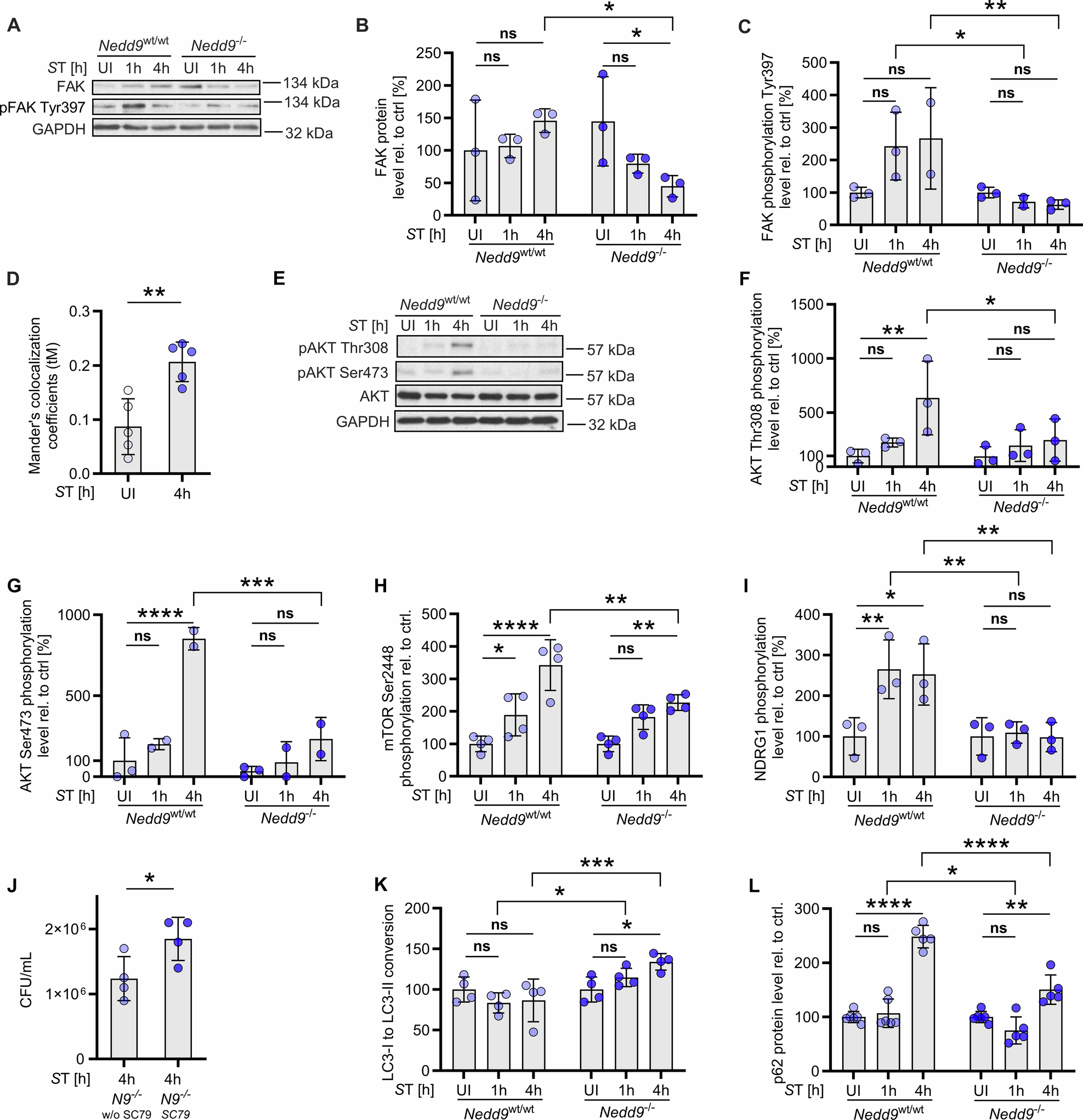 Fig. 5: NEDD9 promotes ST-mediated FAK-AKT activation and helps ST evade lysosomal degradation.