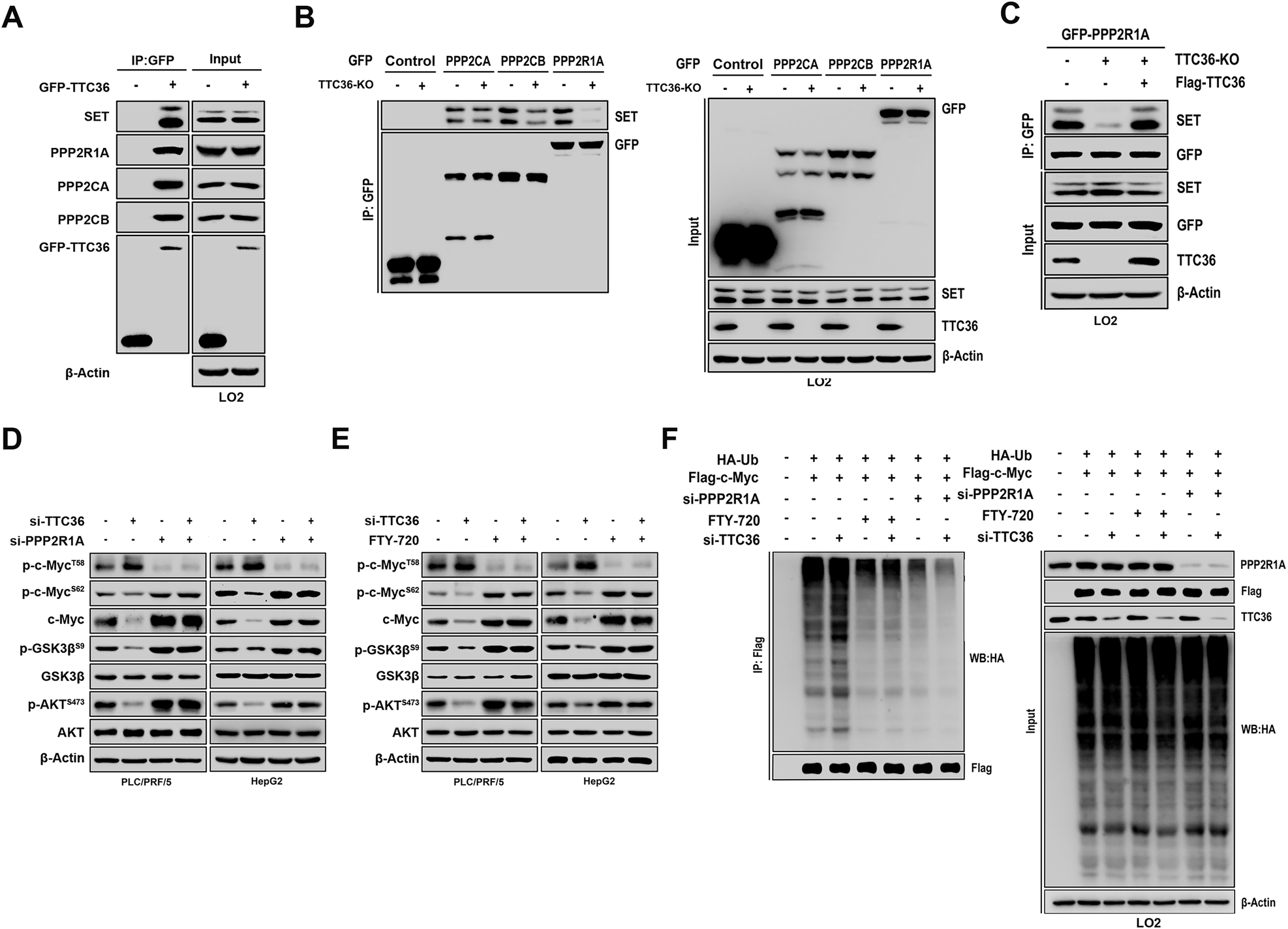 Fig. 5: TTC36 depletion destabilizes c-Myc by attenuating the interaction between SET and PPP2R1A.