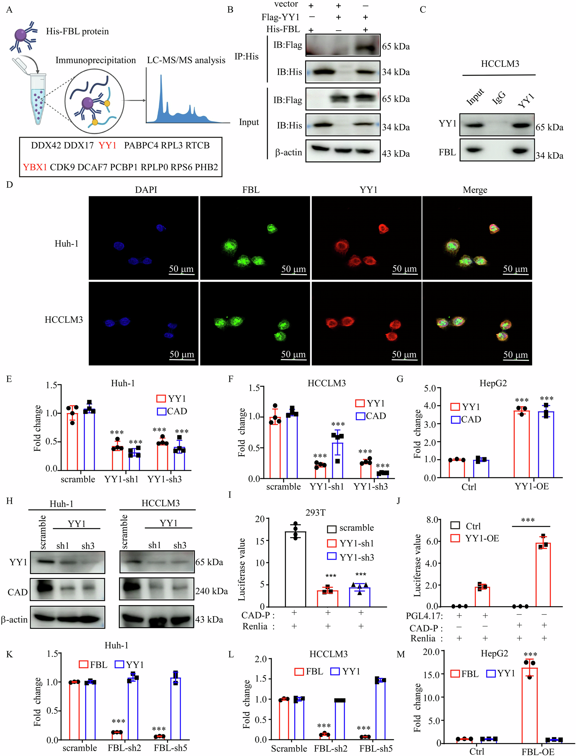 Fig. 4: FBL binds YY1 and regulates CAD expression in HCC.