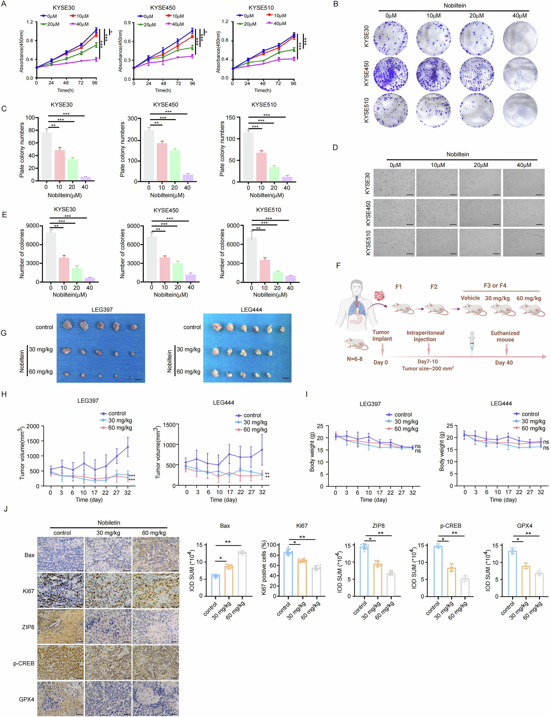 Fig. 8: Nobiletin suppresses cell growth of ESCC in vitro and in vivo.