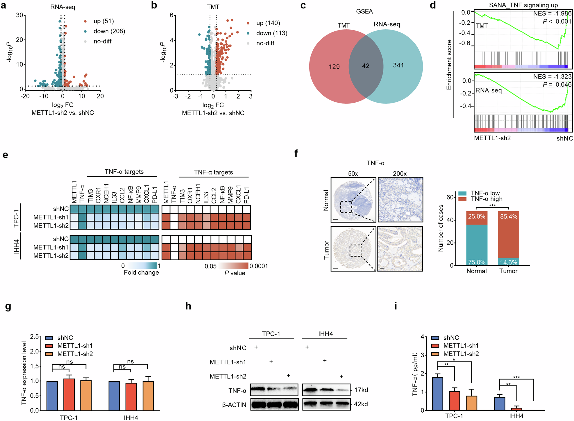 Fig. 4: METTL1 regulates TNF-α expression at the posttranscriptional level.