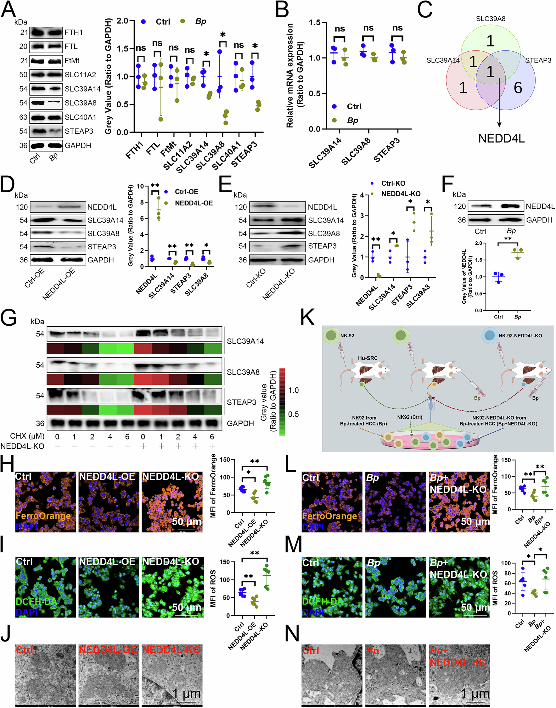 Fig. 3: B. parabrevis suppressed NK cell ferroptosis dependently on upregulating NEDD4L.