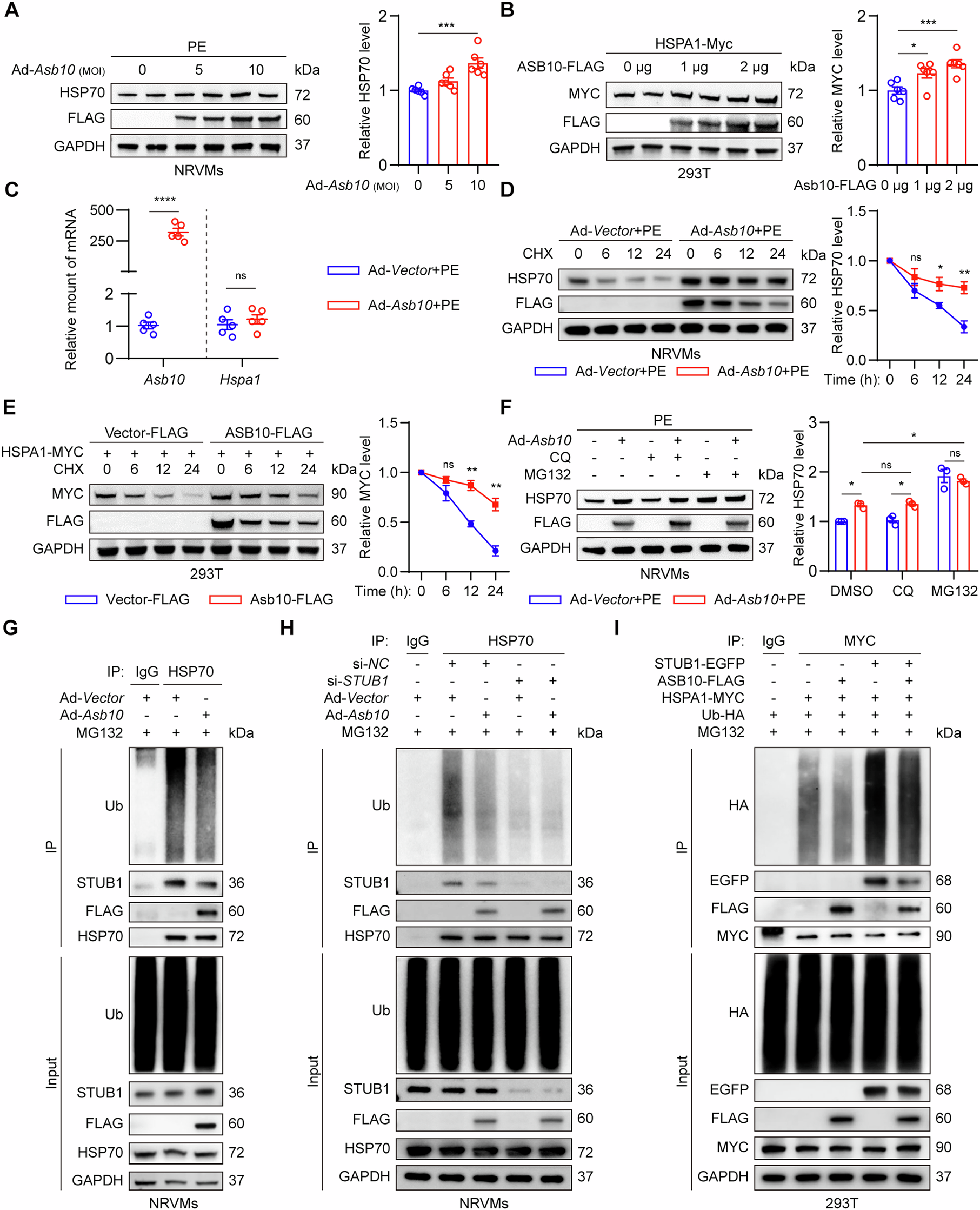 Fig. 4: ASB10 stabilizes HSP70 via competitively inhibiting STUB1-mediated ubiquitination of HSP70.