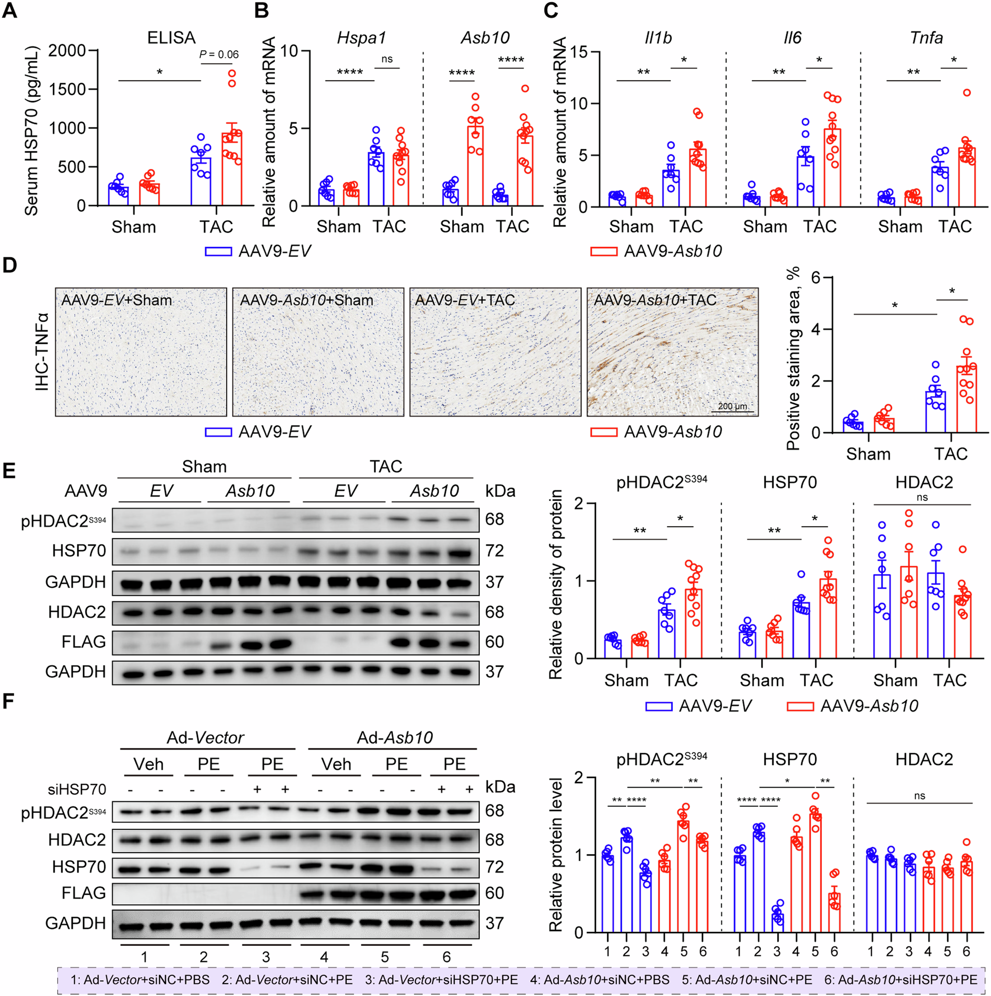 Fig. 7: Increased cardiac inflammation and HDAC2 phosphorylation are involved in Asb10 overexpression-induced pathological cardiac remodeling.