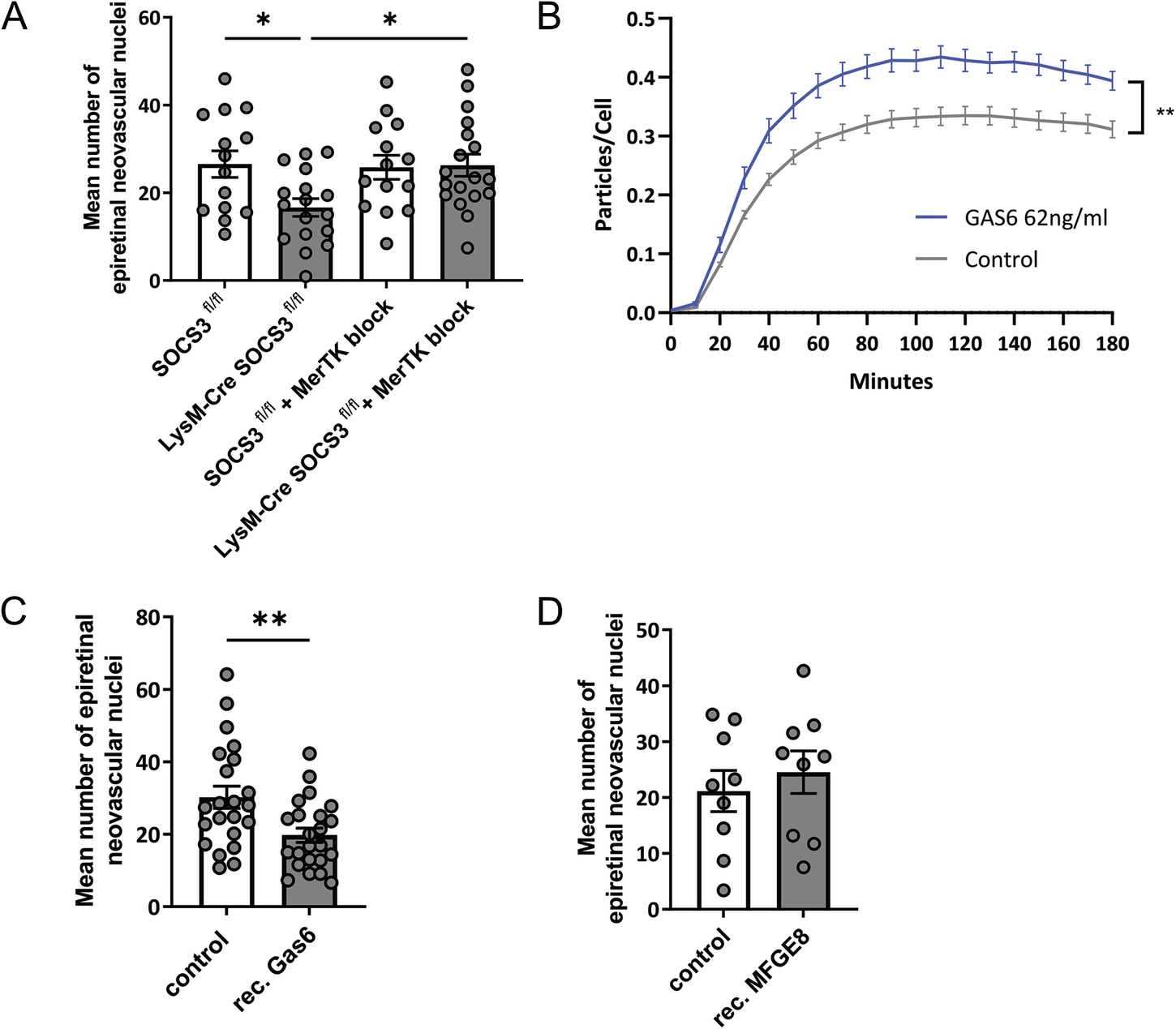 Fig. 4: Activation of the GAS6-MERTK pathway decreases pathological angiogenesis in the OIR model.