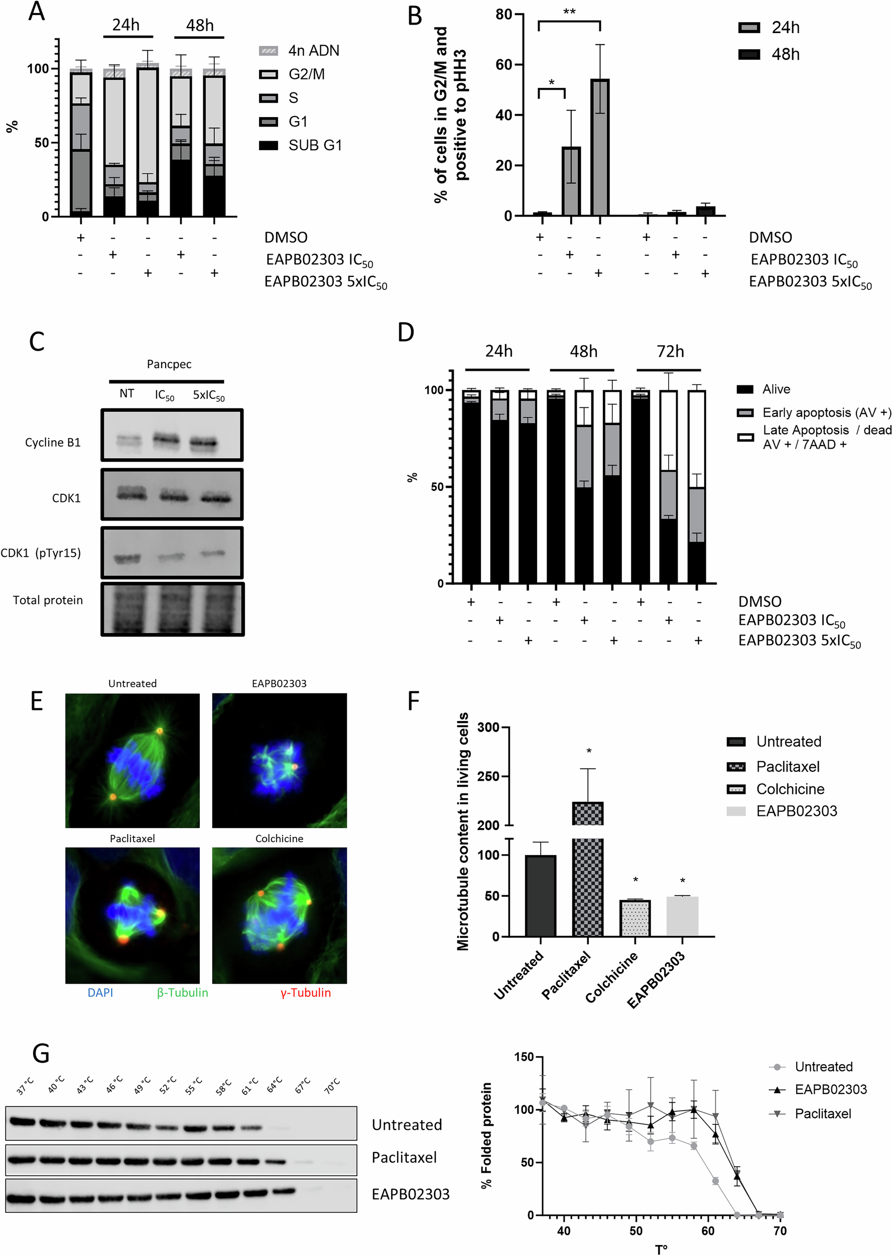 Fig. 4: EAPB02303 affects cell cycle, induces apoptosis and alters microtubule polymerization in PDAC cells.