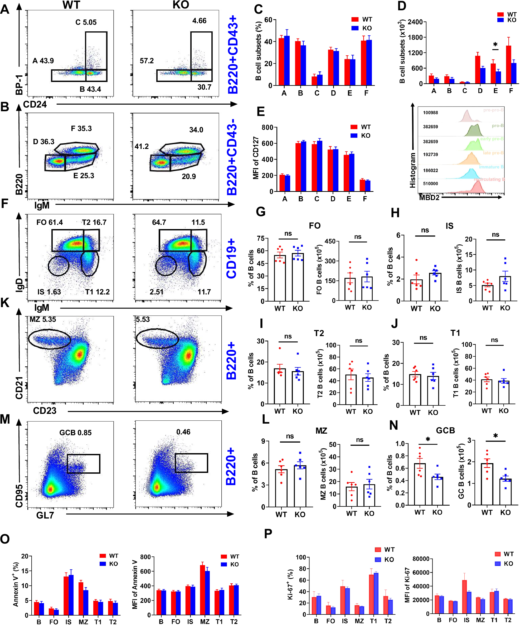 Fig. 2: MBD2 deficiency disrupts the B cells differentiation.