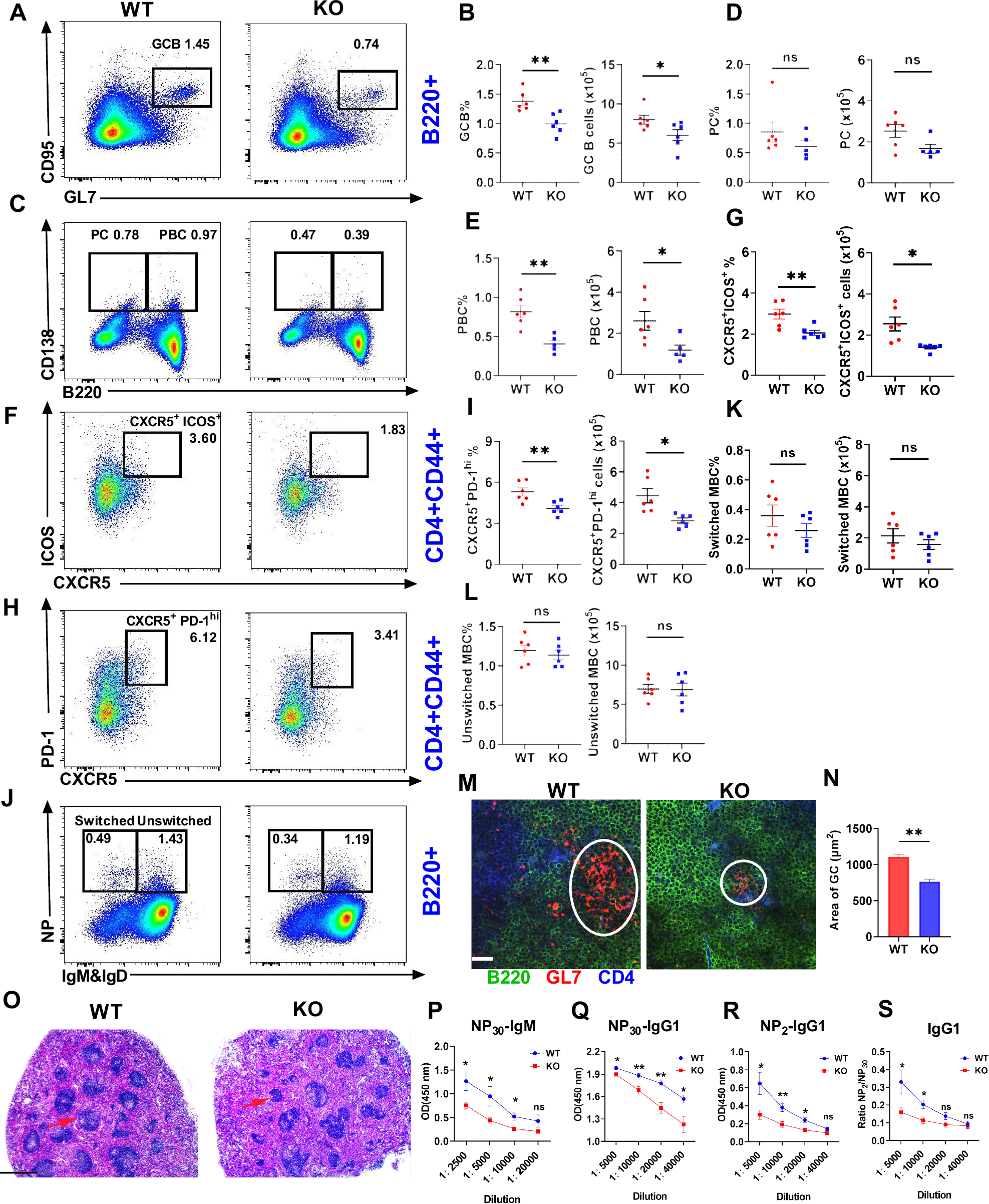 Fig. 5: Deficiency in MBD2 attenuates the T-cell-dependent immune response.