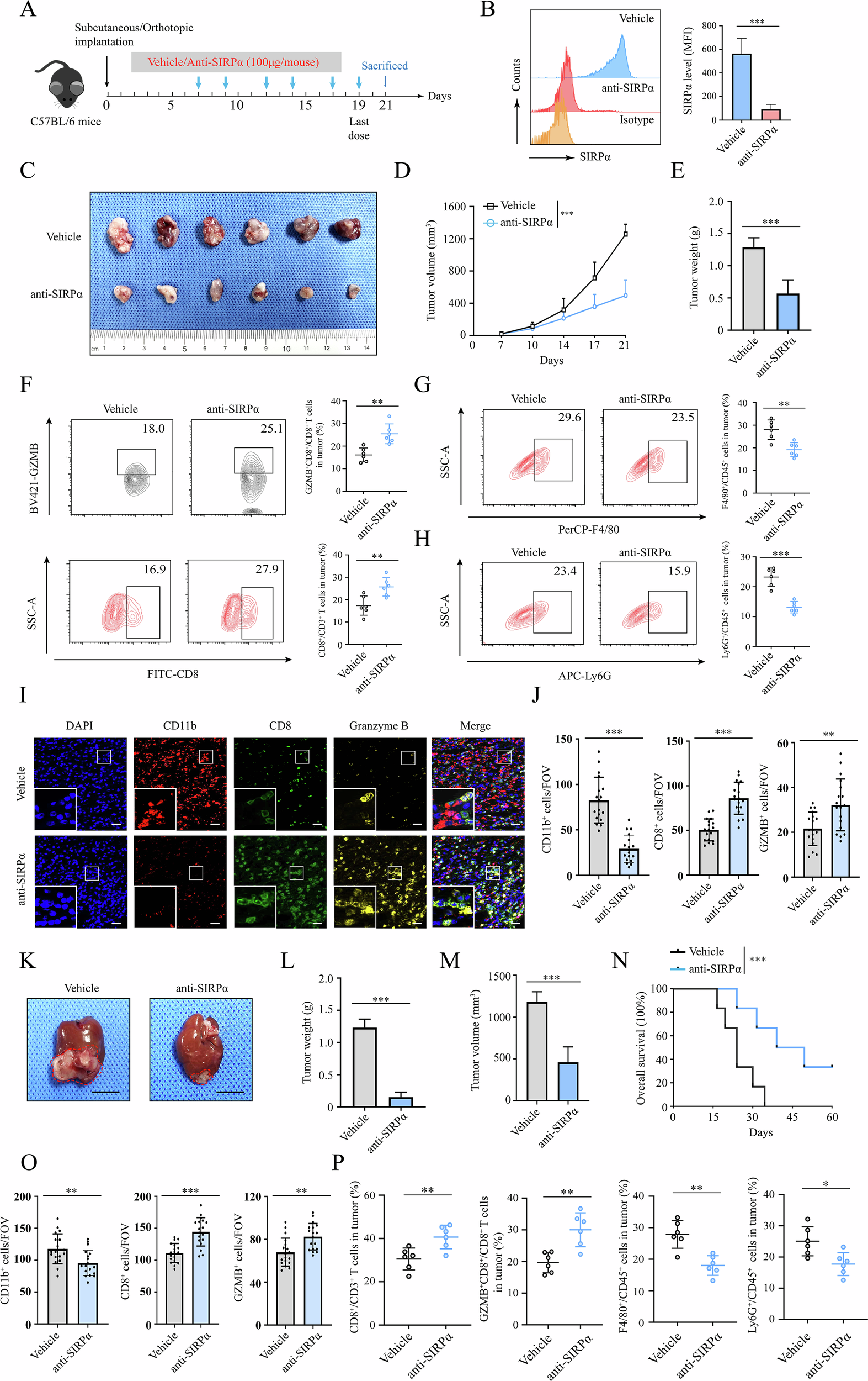 Fig. 2: SIRPα blockade inhibited tumor growth in vivo.