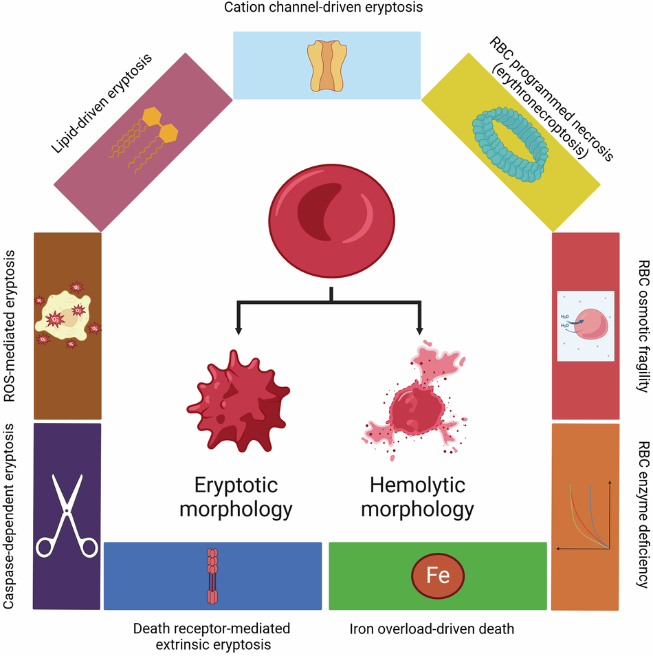 Current understanding of eryptosis: mechanisms, physiological functions,  role in disease, pharmacological applications, and nomenclature  recommendations | Cell Death & Disease