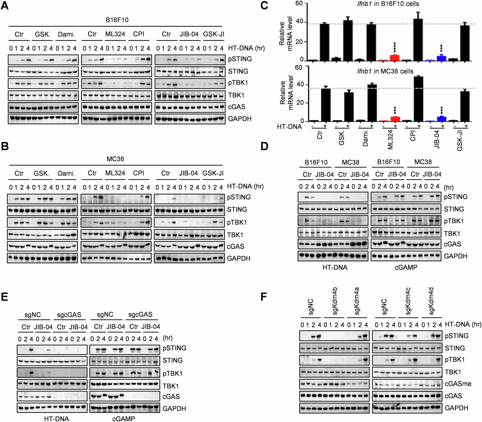 Fig. 1: Inhibitors screening reveals KDM4B as the specific demethylase for cGAS K350 demethylation.