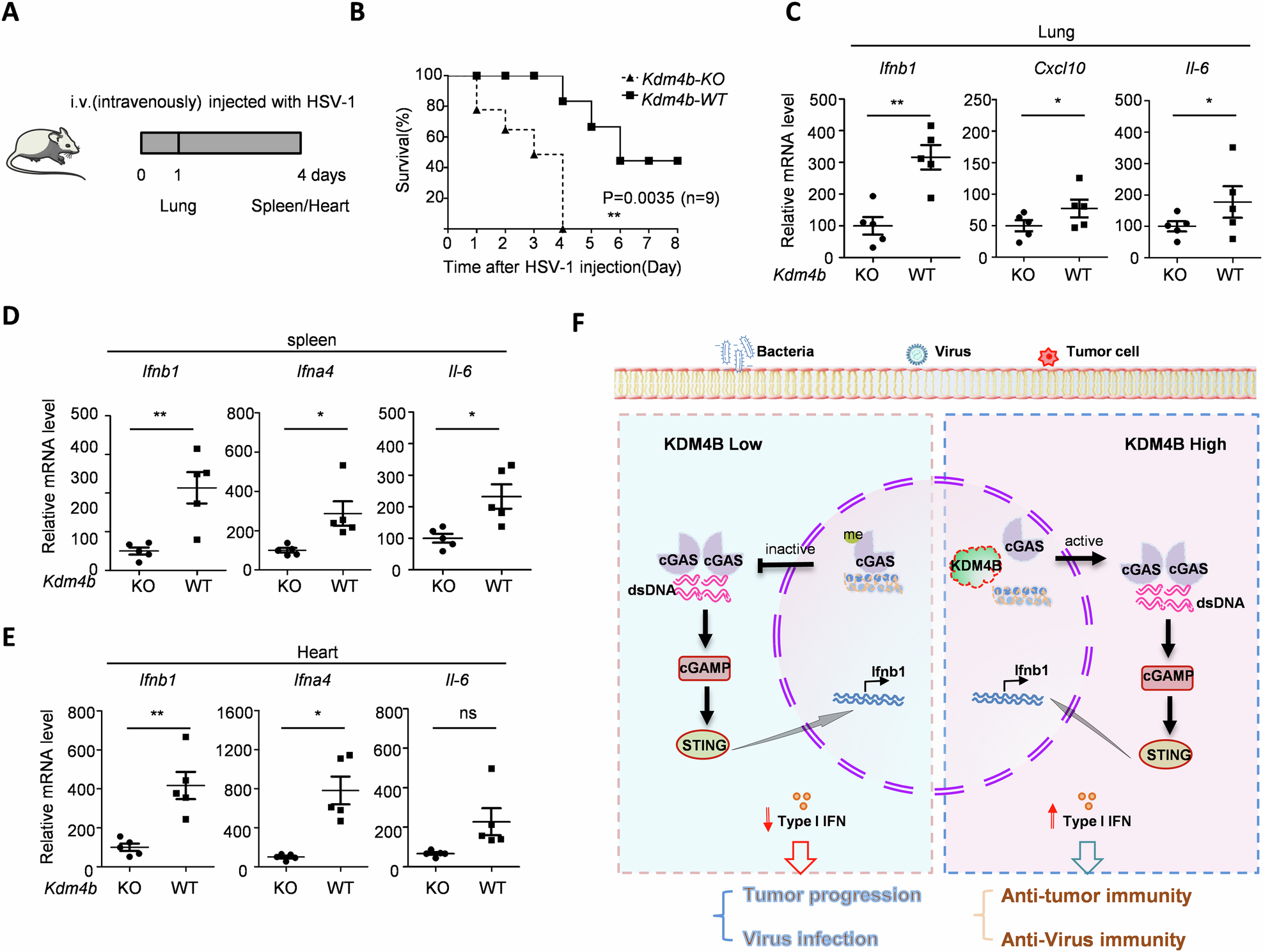Fig. 4: Kdm4b knockout decreases cGAS-mediated anti-virus in vivo.